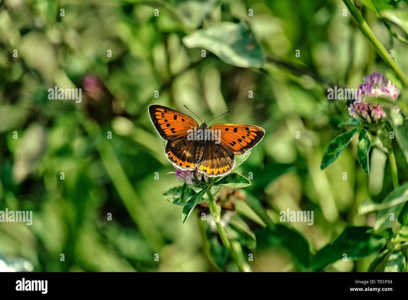 Large copper. Orange butterfly of the family Lycaenidae (Lycaena dispar) Stock Photo
