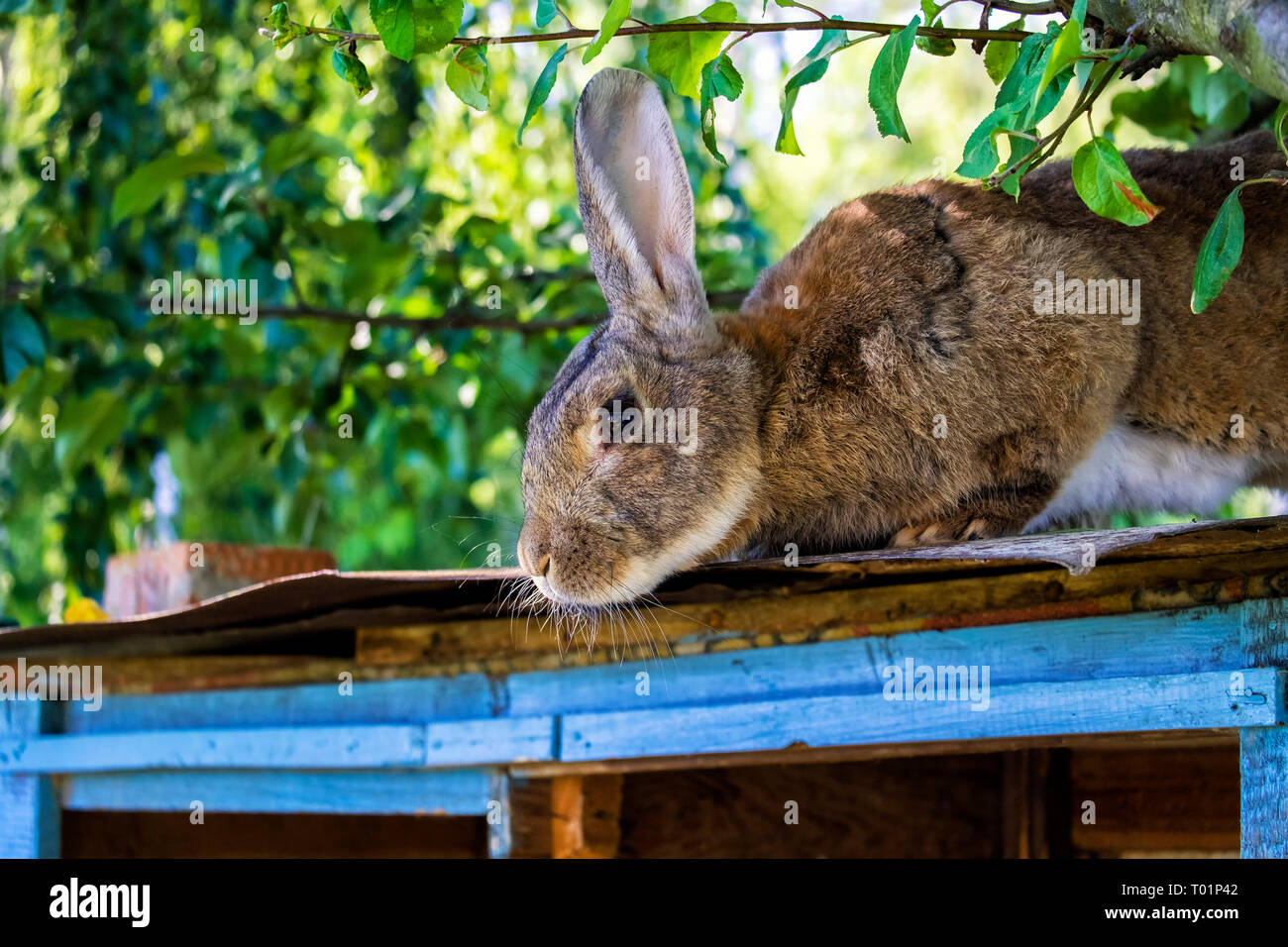 Heyone Brown Rabbit One Brown Bunny Stock Photo - Alamy