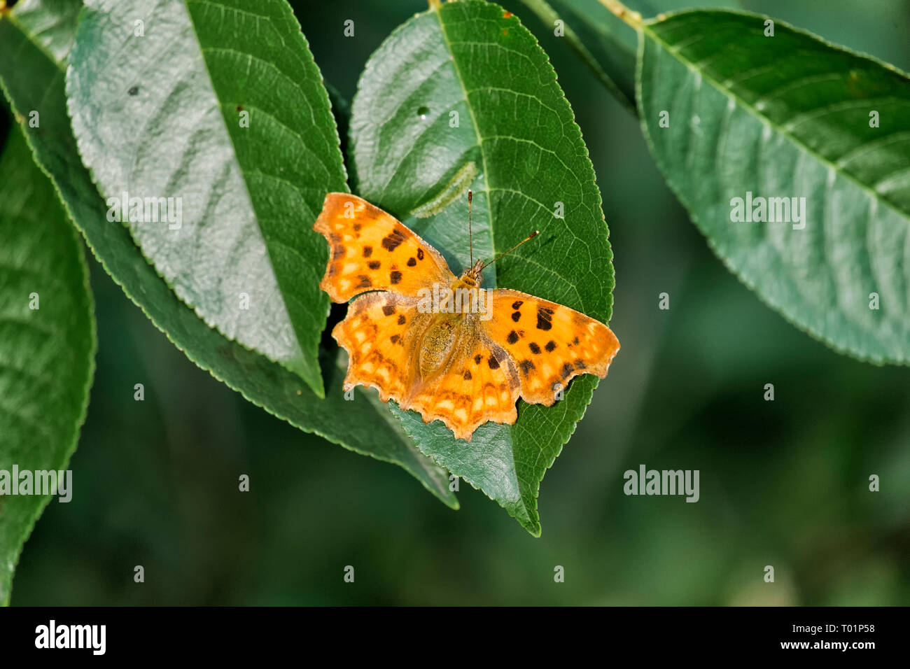 Orange comma butterfly (Polygonia c-album) Stock Photo