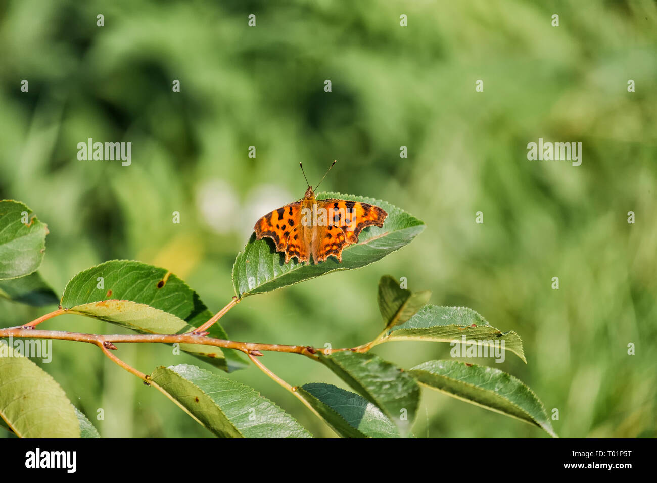 Orange comma butterfly (Polygonia c-album) Stock Photo