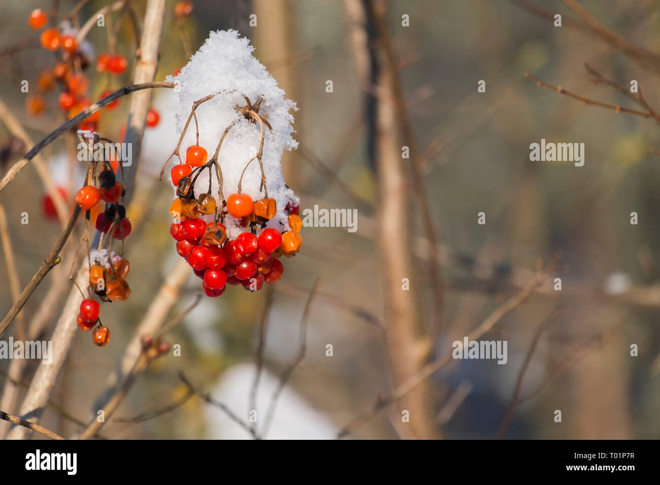 Red berries of viburnum covered with snow (Viburnum opulus) Stock Photo