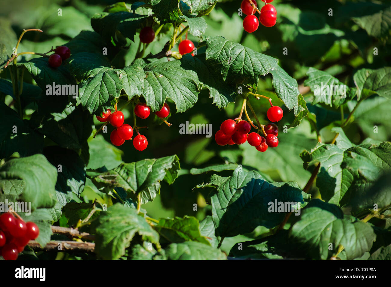 Red viburnum berries Stock Photo