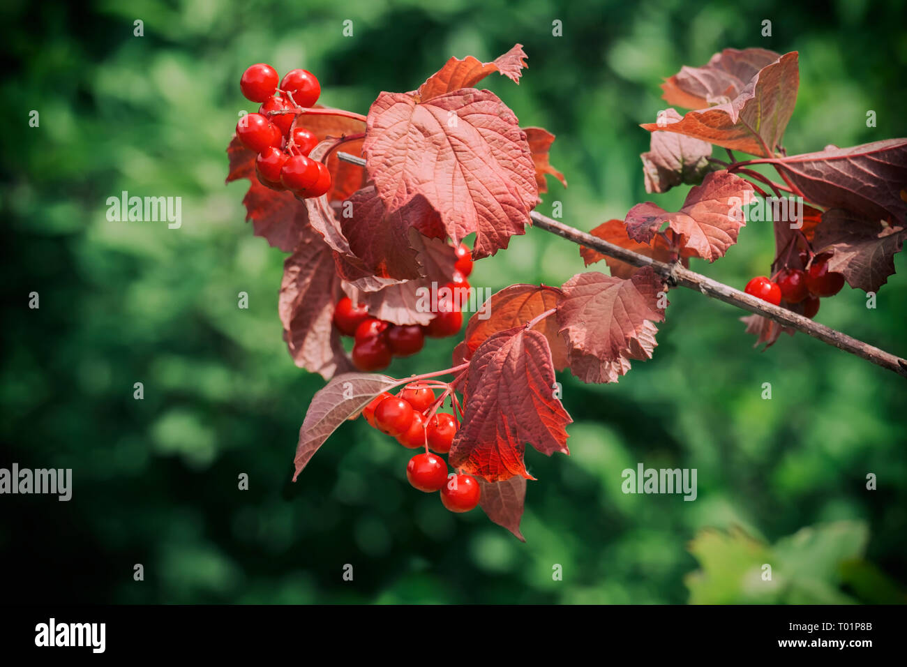 Ripe viburnum berries on a branch with red leaves Stock Photo