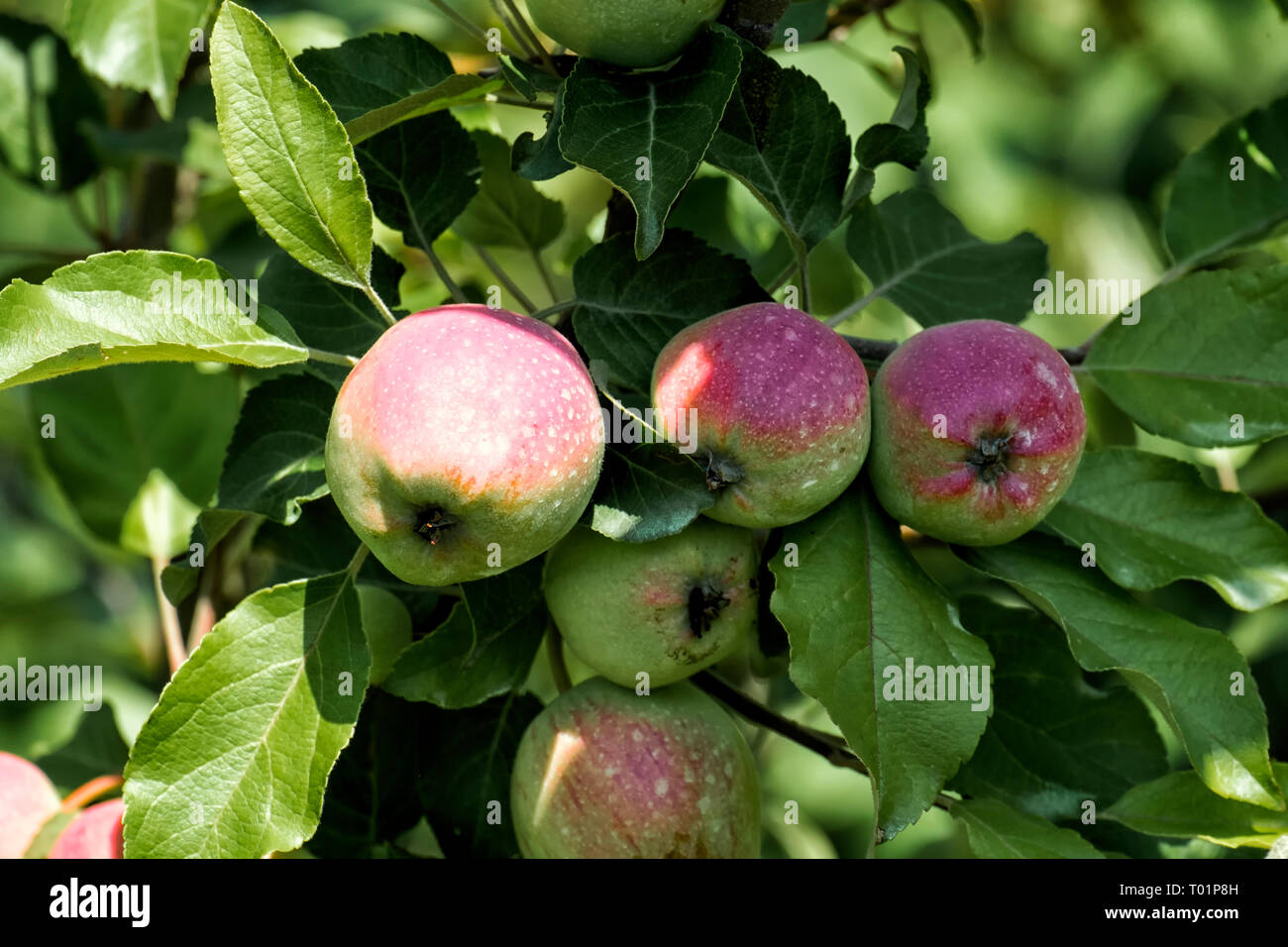 Ripening apple tree hi-res stock photography and images - Alamy