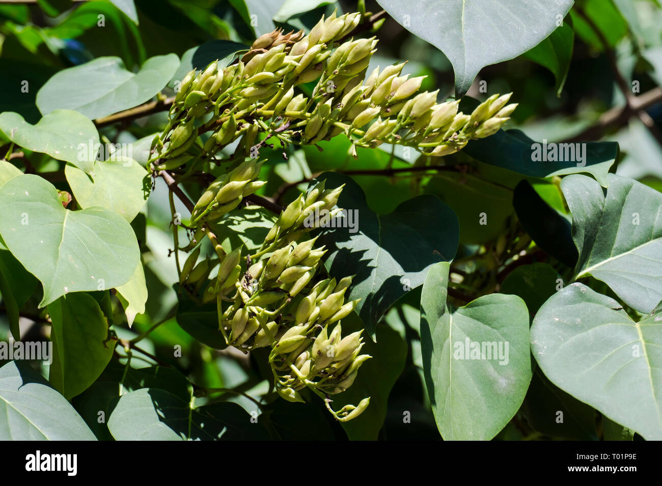 Seeds of broadleaf lilac (Syringa oblata) Stock Photo
