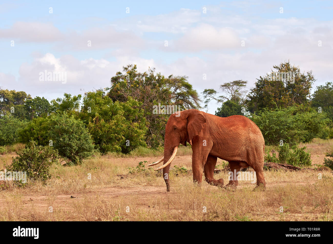 Elephants in nature. African safari in Kenya with trees under blue sky. Stock Photo
