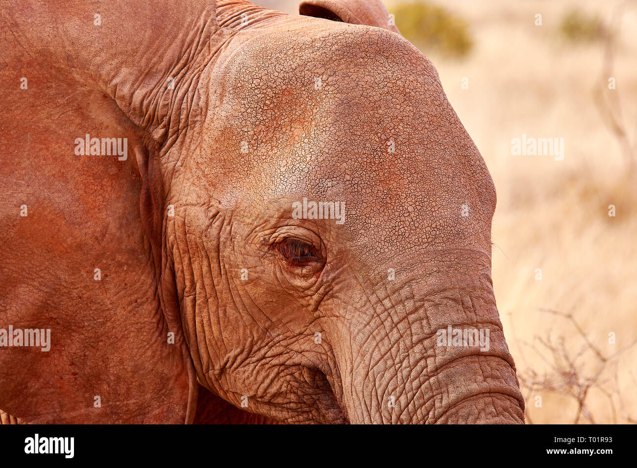 Detail of elephant head with eye and ear. African safari in Kenya. Stock Photo
