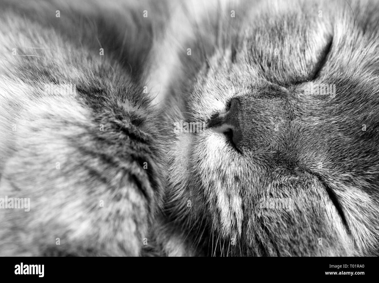 Closeup image of a sleeping grey feline Cat with yellow eyes and fur detail with area for vet and domestic animal based designs and backgrounds Stock Photo