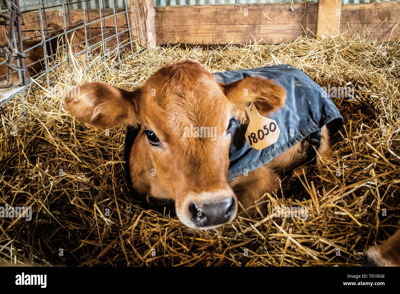 Young Jersey dairy calf staying warm inside calf barn during cool