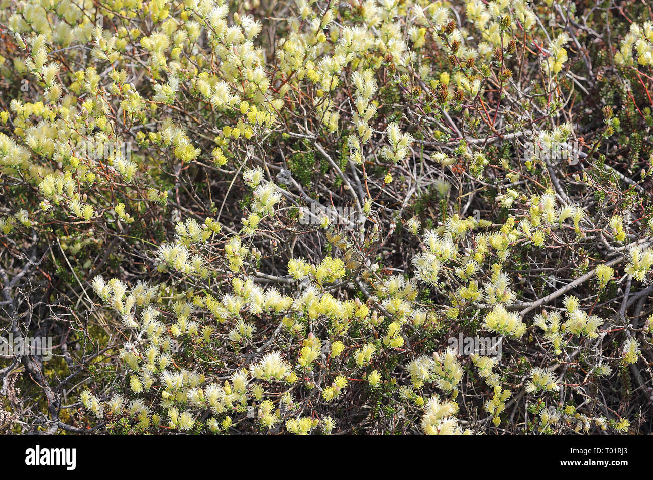 Flowering Creeping willow, Salix repens, in a dune slack on the North  sea island Sylt Stock Photo