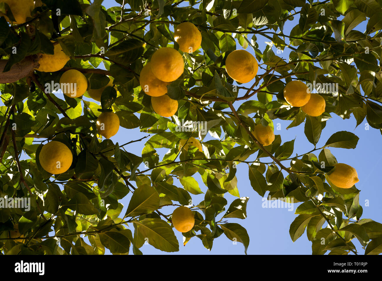ripe yellow lemons on brach Stock Photo