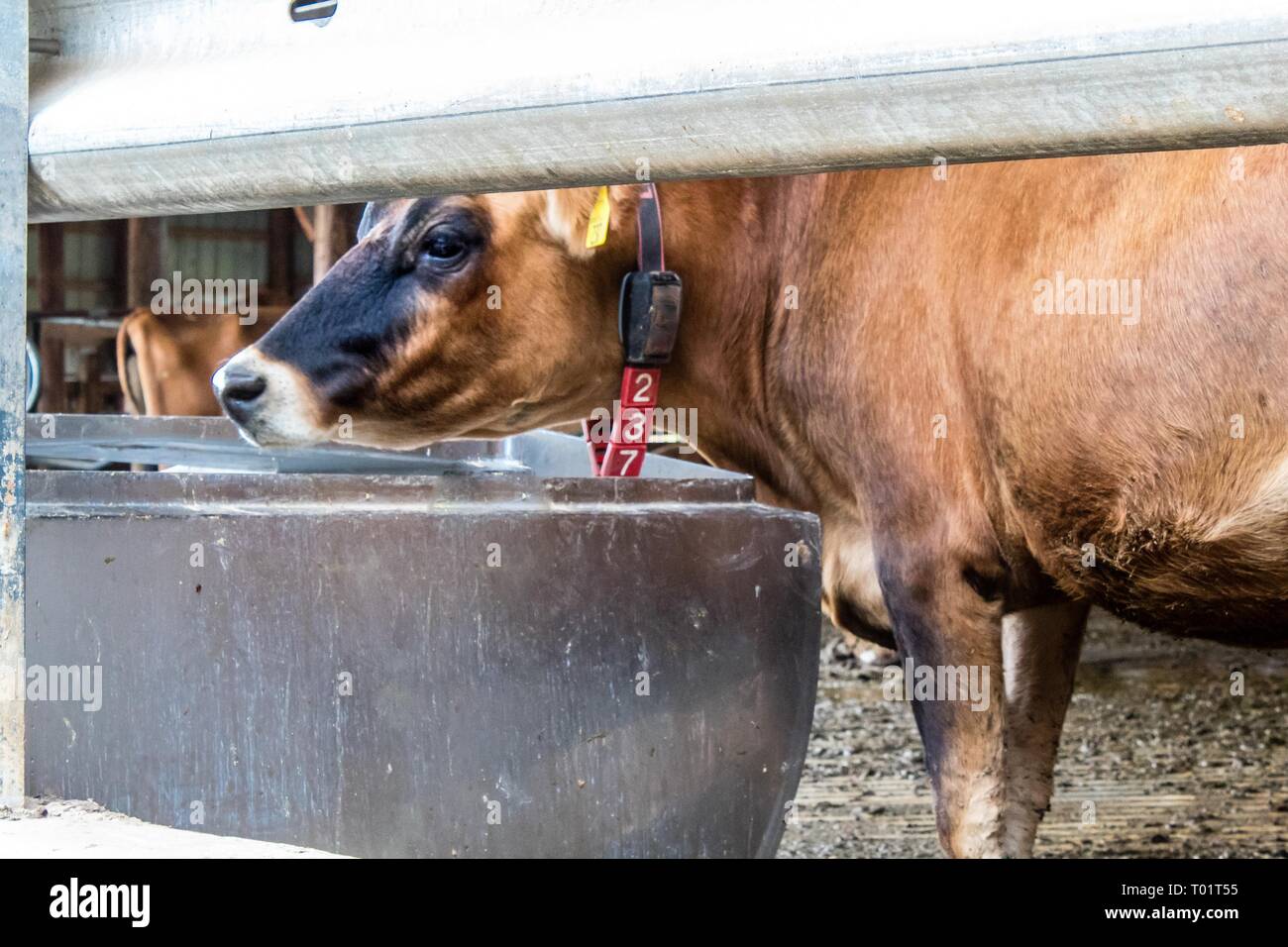 Cows bite hires stock photography and images Alamy