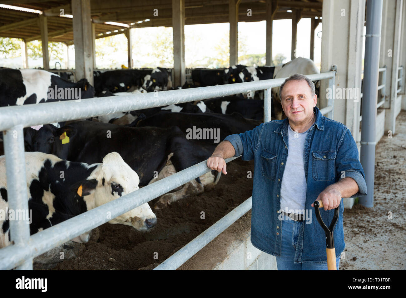 Portrait of male farmer who is standing at the cow farm Stock Photo - Alamy