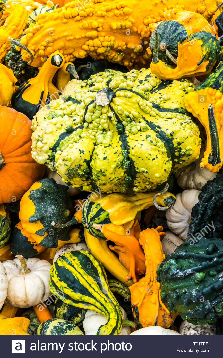 Ornamental Gourds May Be Soft Shell Or Hard Shell Gourds And Are
