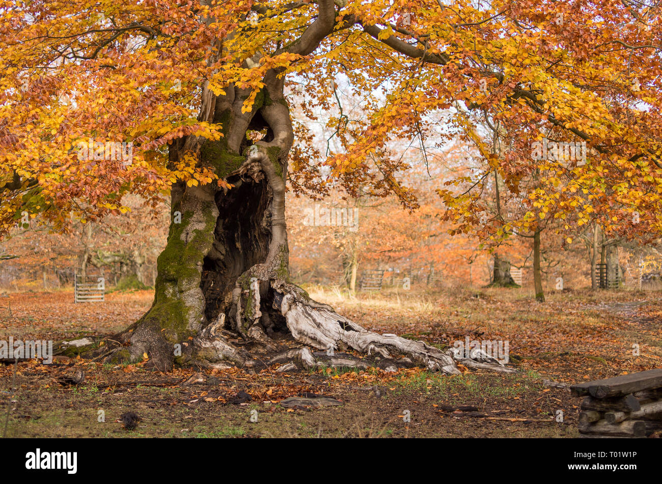 Indian Beech Tree High Resolution Stock Photography and Images - Alamy