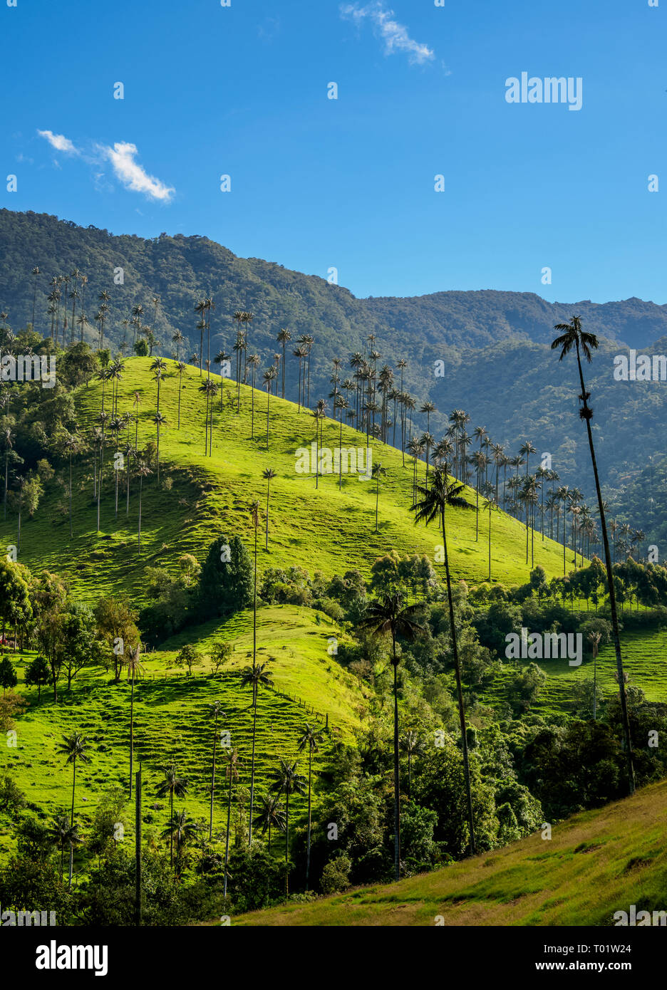 ceroxylon-quindiuense-palm-hi-res-stock-photography-and-images-alamy
