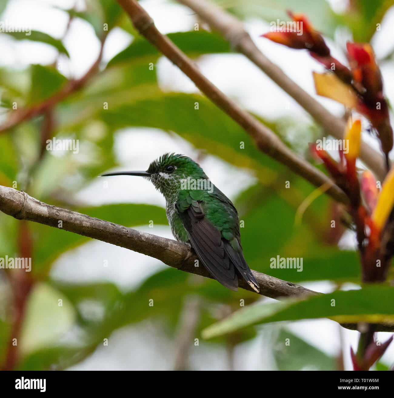Eyeing something to the left a female Green-crowned Brilliant hummerbird is posed for instant flight Stock Photo
