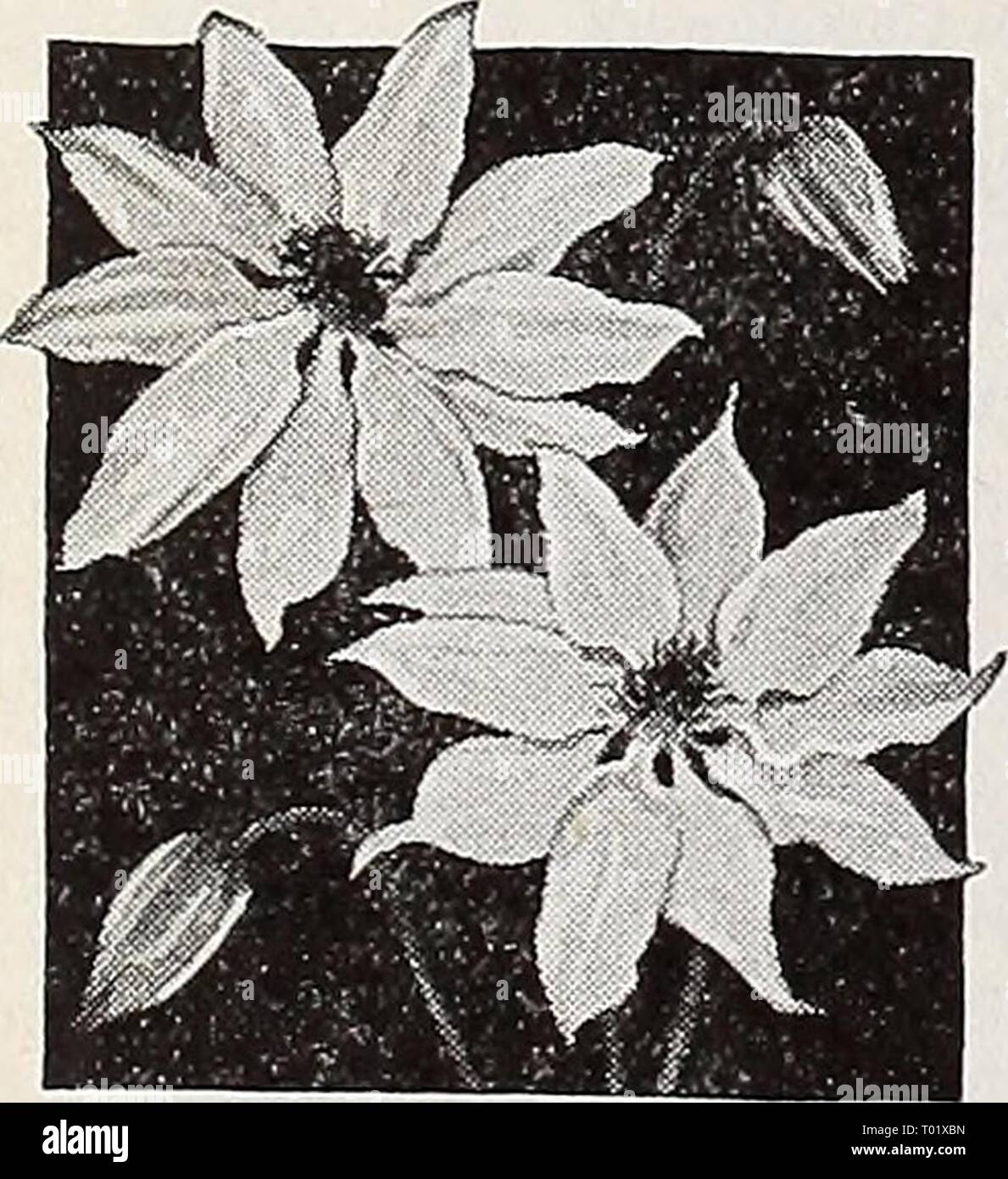 Dreer's hundredth anniversary 1938 specialties and novelties . dreershundredtha1938henr Year: 1938  Ageratum, Dwarf Compact Fairy Pink 1046 Blue Ball Improved {Blue Boy). Of even, compact . growth smothered with flowers of the richest shade of blue. Pkt. 25c; special pkt. 75c. 1052 Dwarf Compact Fairy Pink. An exceptionally dwarf compact variety not more than five inches high, covered with salmon rose-pink blooms. Pkt. 25c; special pkt. 75c. Two Beautiful New Aquilegia—Columbine |hp] ® 1210 Clematiflora. This glori- ous new Columbine is entirely distinct, having flowers which greatly resemble  Stock Photo