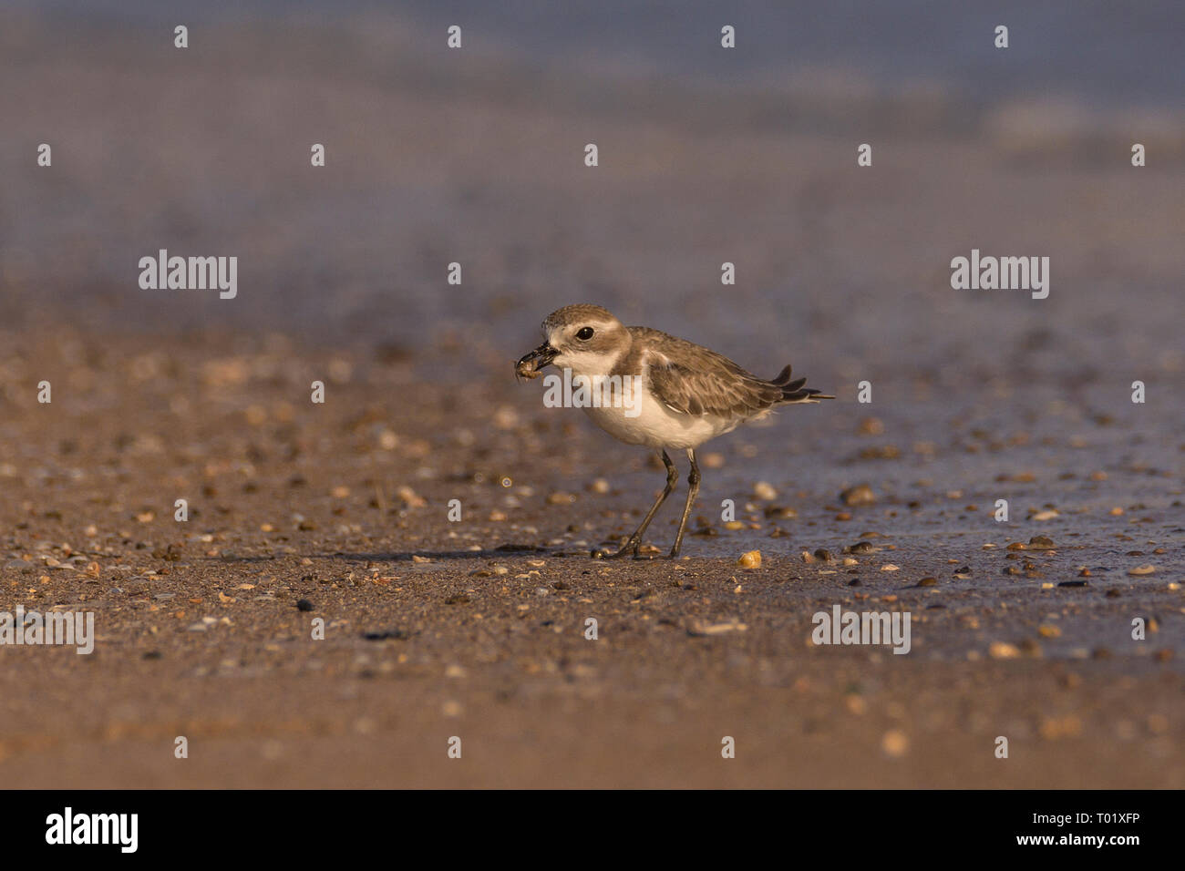 Greater Sand-Plover ( Charadrius leschenaultii) with prey Stock Photo