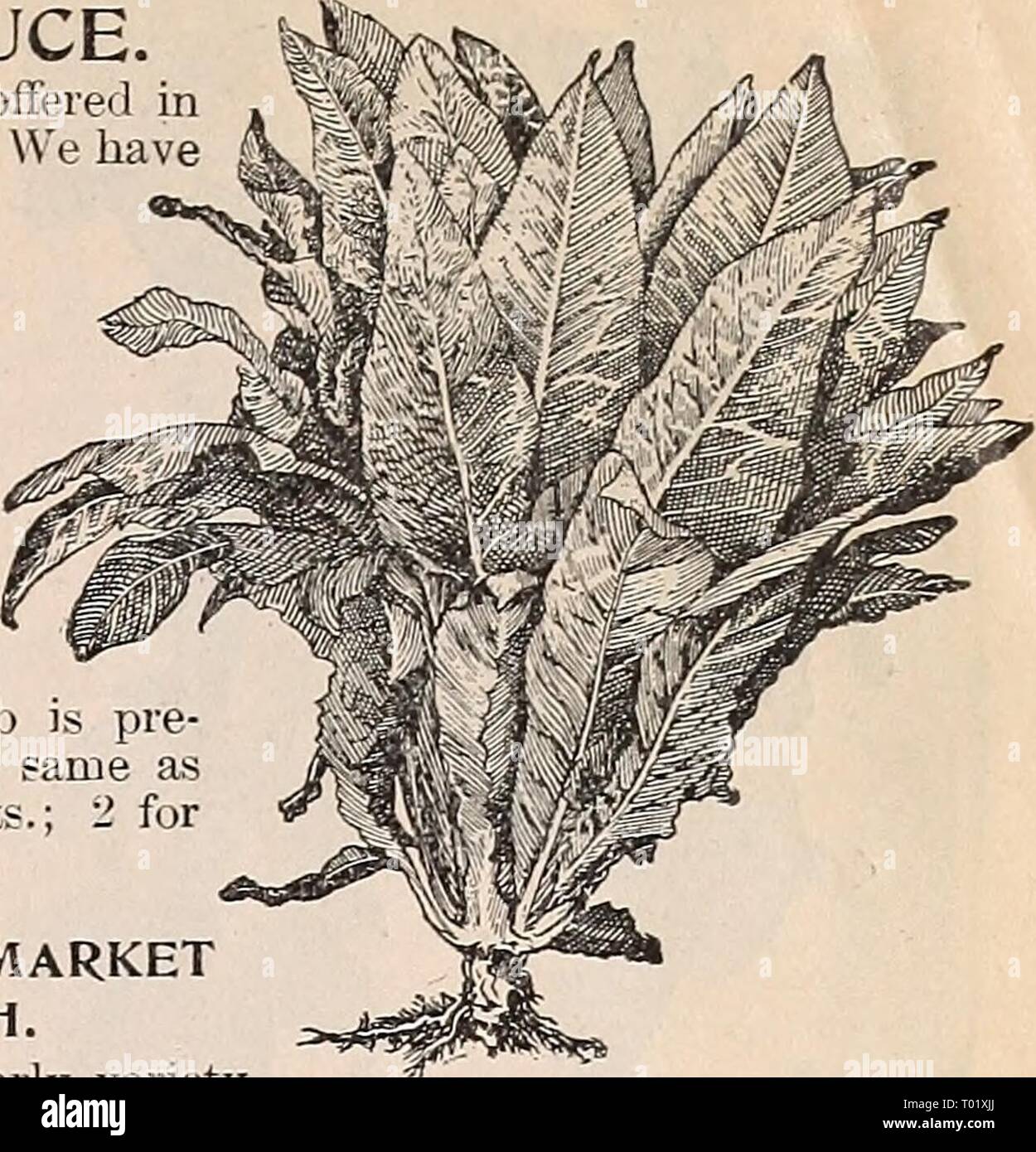 Dreer's garden calendar : 1897 . dreersgardencale1897henr Year: 1897  Lettuce 'Wonderful.' ASPARAGUS LETTUCE A new variety of French origin offered our Catalogue of 1896, as a novelty, given it a test in our experimental grounds during last summer, and rind it does best when sown very early in spring, and again August 15th to Sep- tember 15th. By this method the extreme heat of midsummer is avoided and the stems are much sweeter—is a cos type. The midrib pared and served the asparagus. Pkt. 15 cts 25 cts. CINCINNATI MARKET RADISH. A new extra early variety of the long scarlet type, a clear bri Stock Photo