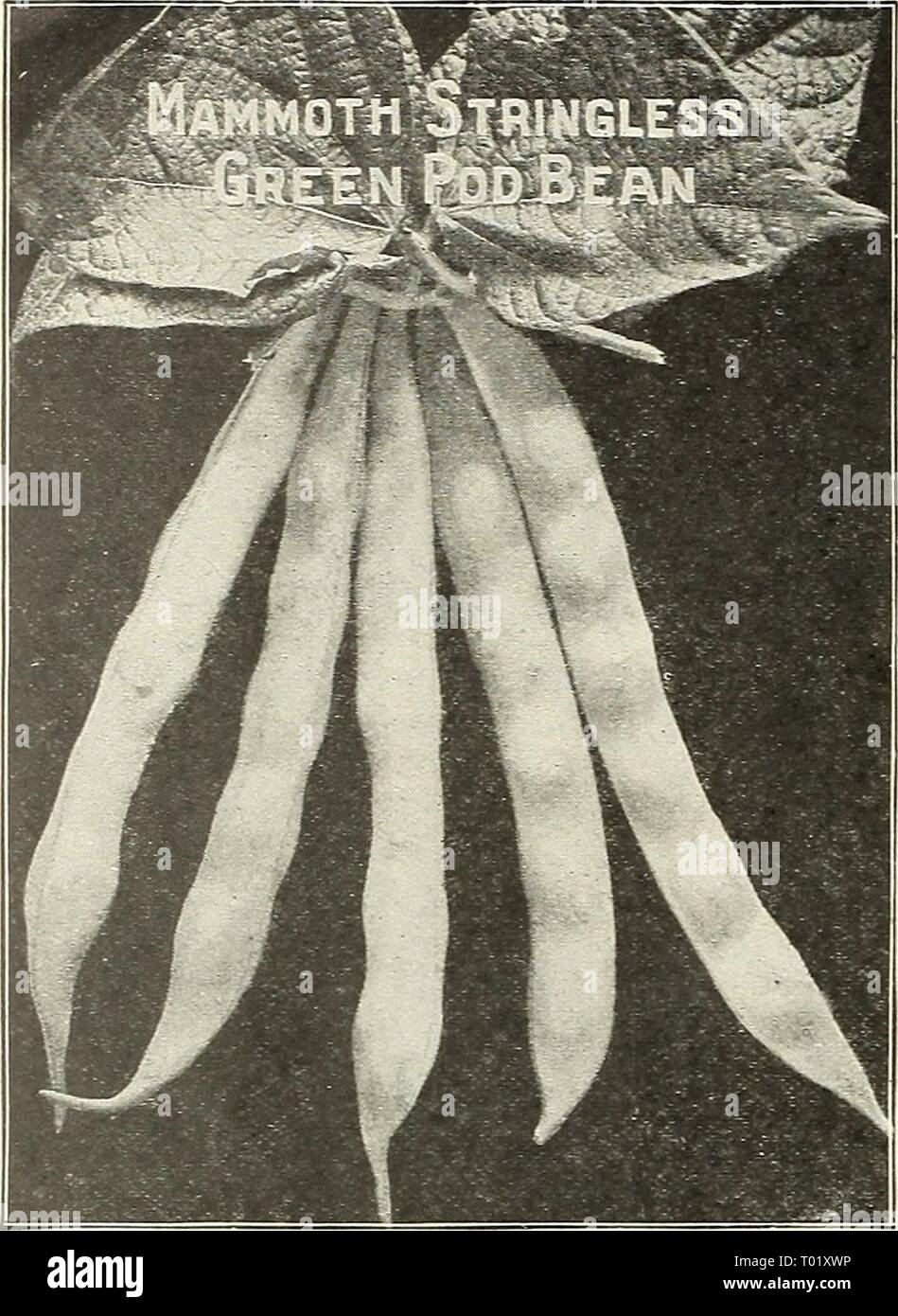 Dreer's market gardeners' wholesale price list : reliable vegetable seeds, flower seeds, garden requisites, implements, fertilizers insecticides, etc . dreersmarketgard1922henr Year: 1922  HENRY A. DREER, 714-716 Chestnut Street, Philadelphia, Pa. BEANS—Dwarf or Bush.    Wax-Podded Varieties. Wardwell's Kidney Wax. {See cut.) A popular variety of Wax Bean, bearing long, flat pods, of a delicate waxy-yellow, stringless, brittle and produces a heavy crop. 2 lbs., 45 cts.: 10 lbs., 82.00; 5olbs.,l9 00. Improved Ru.st Proof Golden Wax. A carefully selected strain of the well-known Golden Wax. Pods Stock Photo