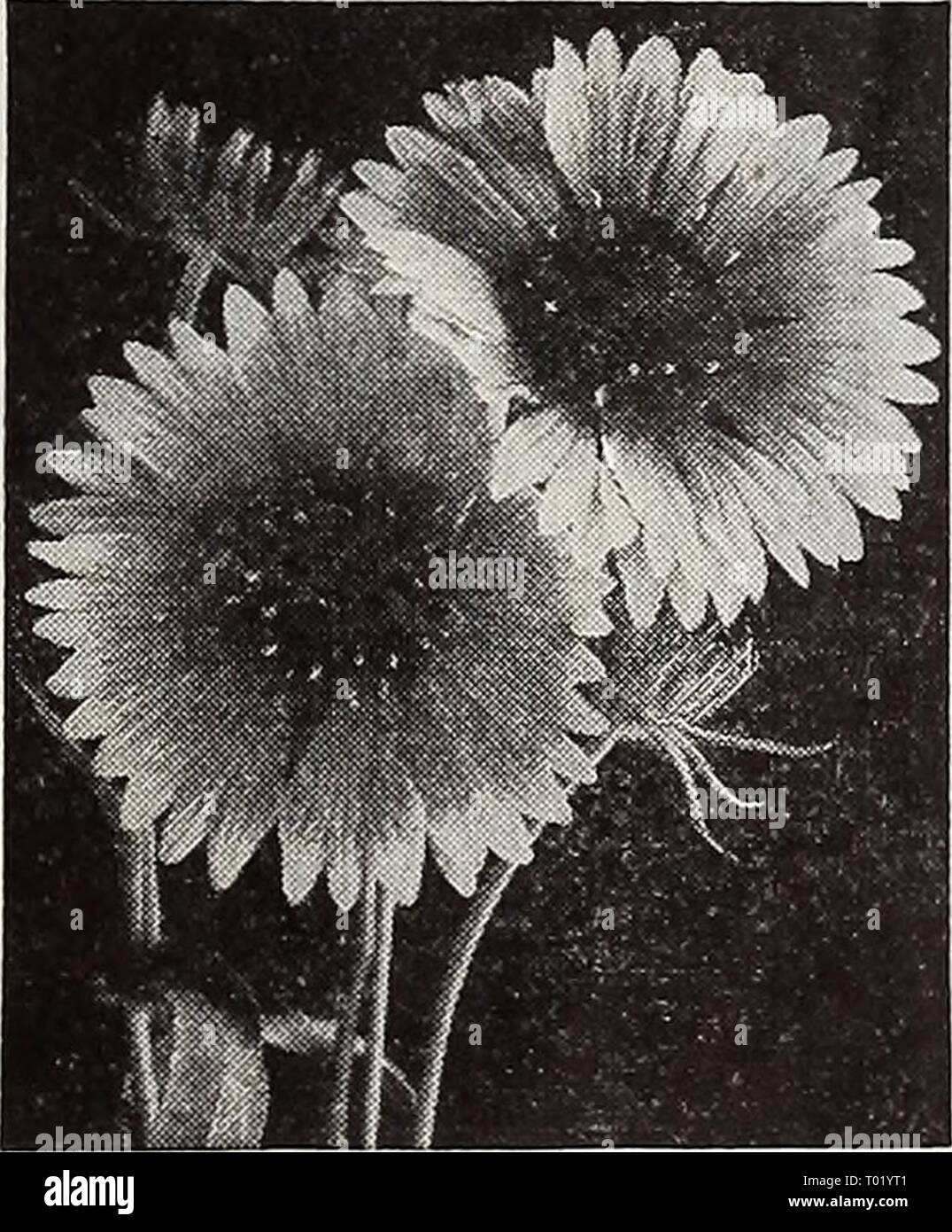 Dreer's garden book for 1940 . dreersgardenbook1940henr Year: 1940  Dimorphotheca, Glistening White Gaillardia Grandiflora M 2441 Goblin Bushy plants only 15 inches tall covered throughout the summer with large, showy, deep red blooms bordered with brilliant yellow. Excellent for beds and borders. Pkt. 20c; special pkt. 75c. 2436 Chloe Large well-formed single blooms of an enticing Indian yellow which is entirely different from all other hardy Gaillardias. A free bloomer, fine for garden display and for cutting. Pkt. 15c; special pkt. 50c.    Dimorphotheca ® 2337 Glistening White You are bound Stock Photo