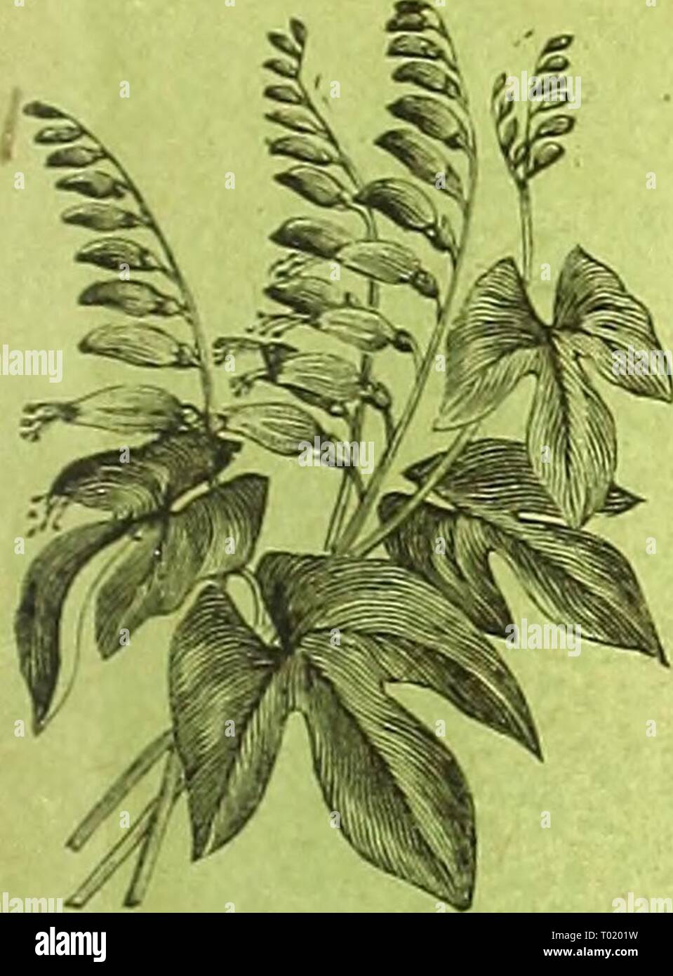 Dreer's garden calendar . dreersgardencale1890henr Year: 1890  NOVELTIES AND SPECIALTIES FOR 1890. IX LOBELIA LITTORALIS. A very pretty variety for growing iu tiie liouse or green- house in hanging pots or baslcets. The plants are oftrail- i habit, often attaining a length of 2 feet. The pnre white (lowers are borne on upright stems in large numbers. The seeJ pods when ripe are a puri)lish red, making the plant as attractive as when in bloom. o. mx?,. Per pkt. 25 cts. DOUBLE AFRICAN MARIGOLD â PRINCESS. Dwarf, lemon'eolored. A seleelion from early dwarf double .tVieau M. and like it about  Stock Photo