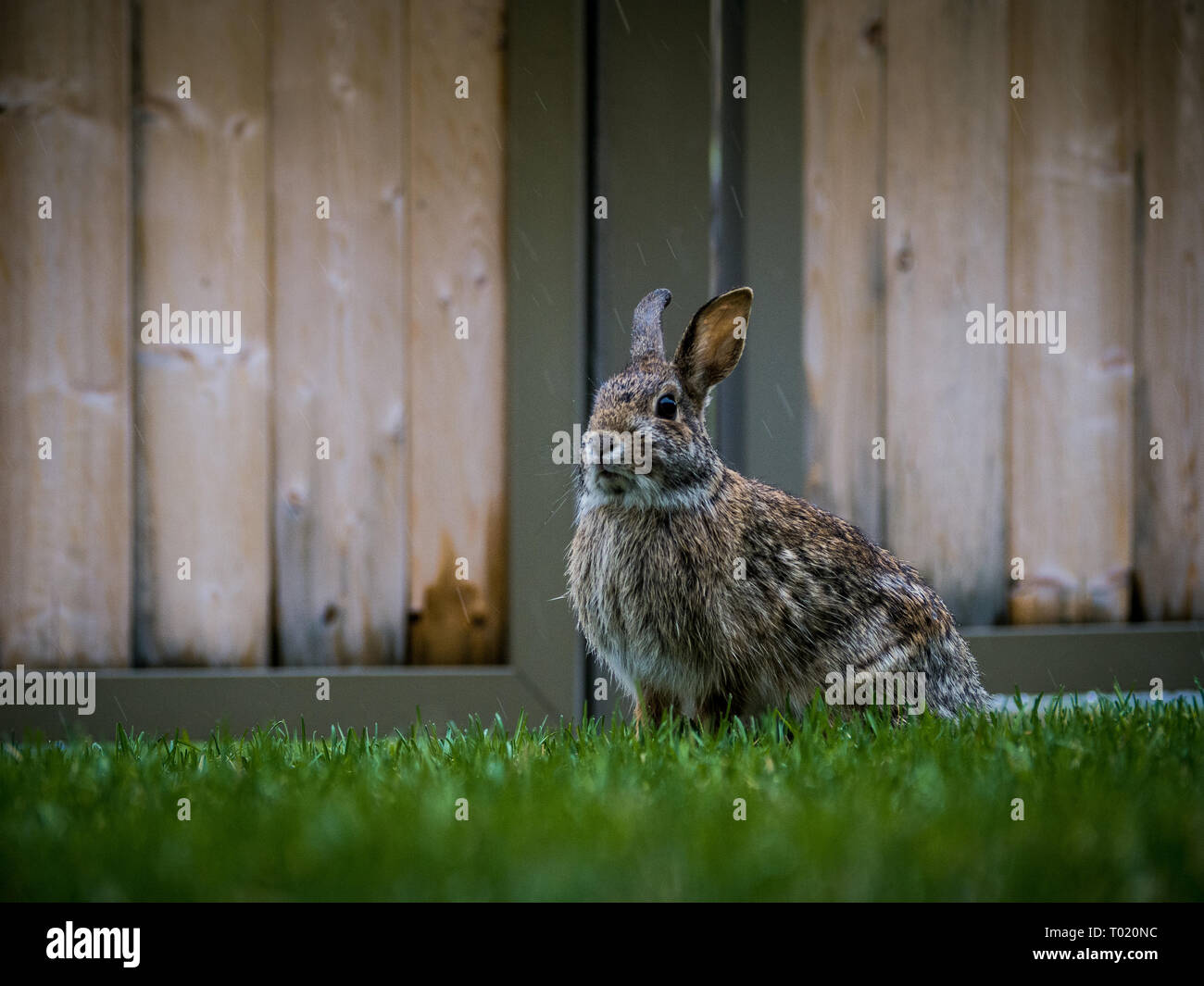 A mountain cottontail rabbit in the backyard during the rain Stock