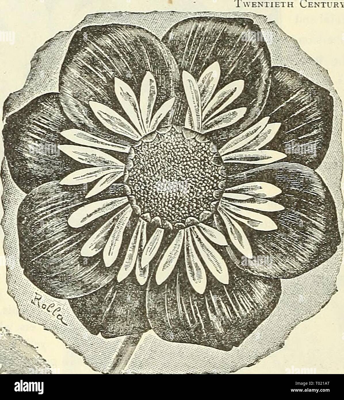 Dreer's garden calendar : 1903 . dreersgardencale1903henr Year: 1903  Dahlia. ' - â â -â â / Gaillardia Gkandiflora Semi-plena. Gaillardia Grandiflora Semi-plena. No hardy perennial ex- cels G. grandiflora in all- round excellence, and any new departure should be given a trial. The new semi-double variety here offered is identical to the type. In the flowers the ray florets appear in two or three superposed rows, and assume either a tubular or la broad ianceolated form. I In color they vary, like the type, from golden to light yellow, tinged at the base with wine-red, forming a fine contrast t Stock Photo