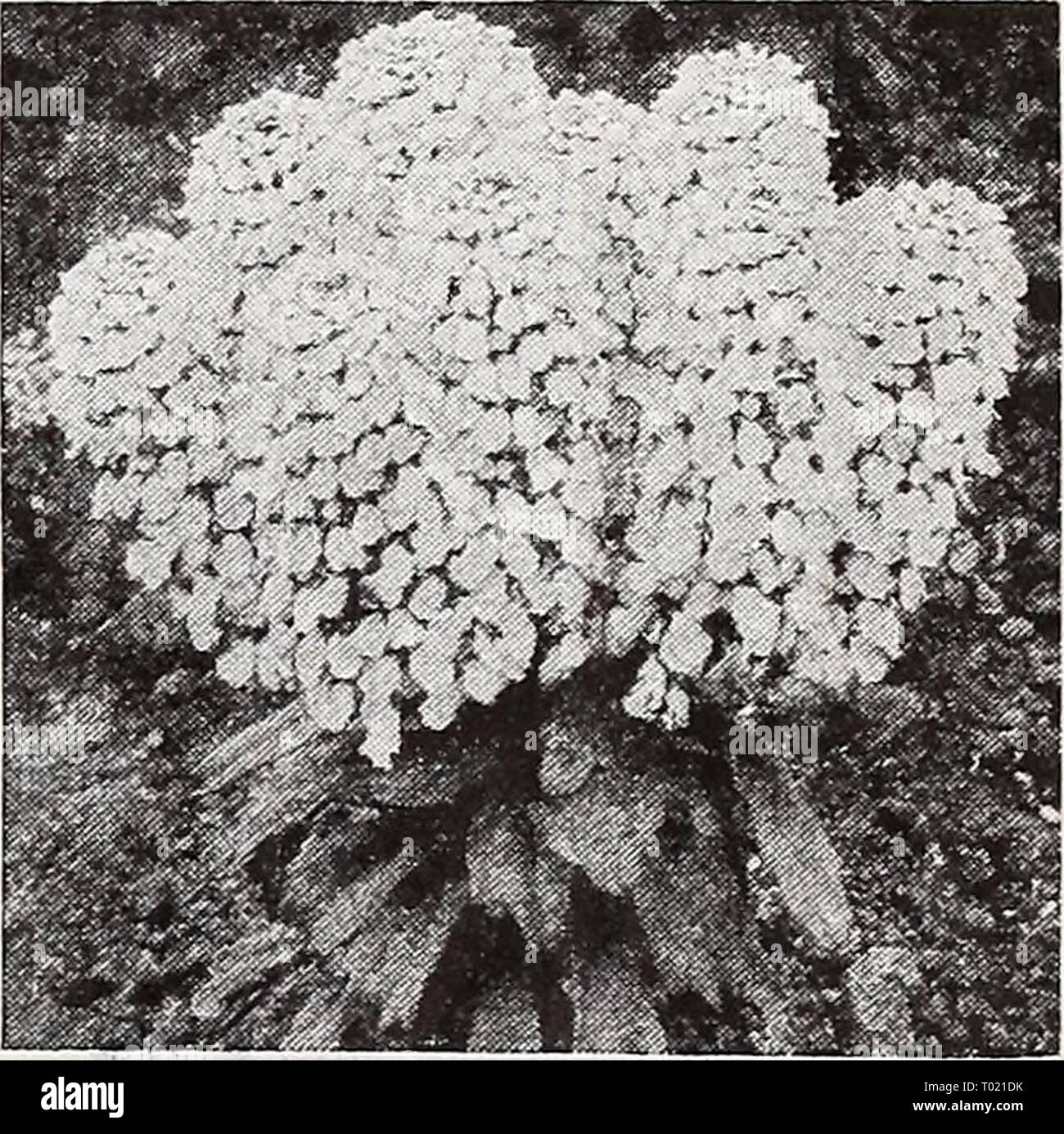 Dreer's garden book 1939 : 101 years of Dreer quality seeds plants bulbs . dreersgardenbook1939henr Year: 1939  Campanula persicifolia 1641 Persicifolia alba. The white- flowered Peach Bells. Pkt. 15c; special pkt. SOc. 1643 Persicifolia, Blue {Peach Bell). Undoubtedly one of the finest of the hardy BeUflowers. Grows 2 to 3 feet high and has large blue flowers. Pkt. 15c; special pkt. SOc. 1647 Persicifolia, Telham Beauty. Immense bell-shaped flowers of a pale China blue, produced on long stems. A very showy variety. Height, 2 feet. Pkt. 20c; special pkt. 60c. 1649 Pyramidalis alba. Showy white Stock Photo
