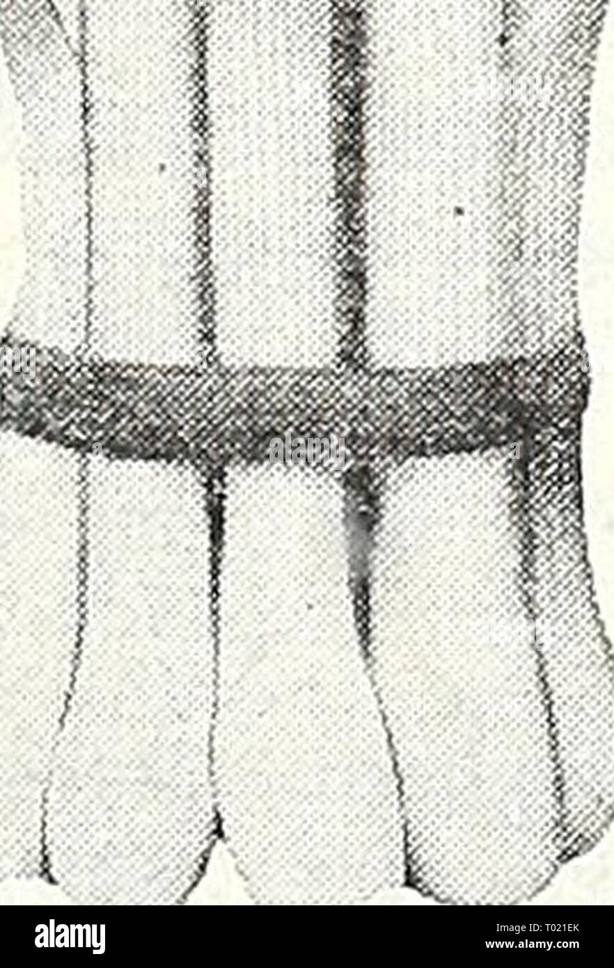 Sixcol water socks 2025
