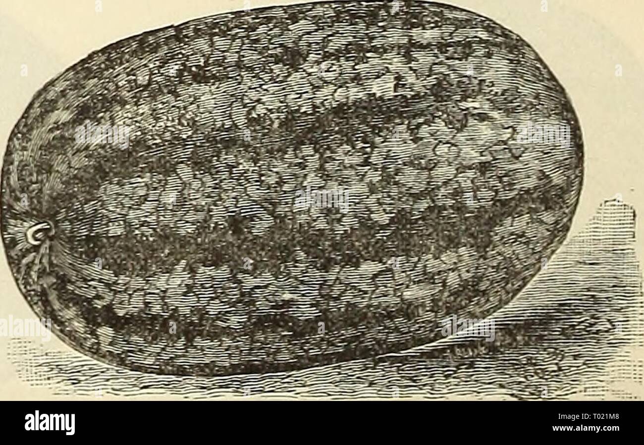 Nutmeg rind hi-res stock photography and images - Alamy