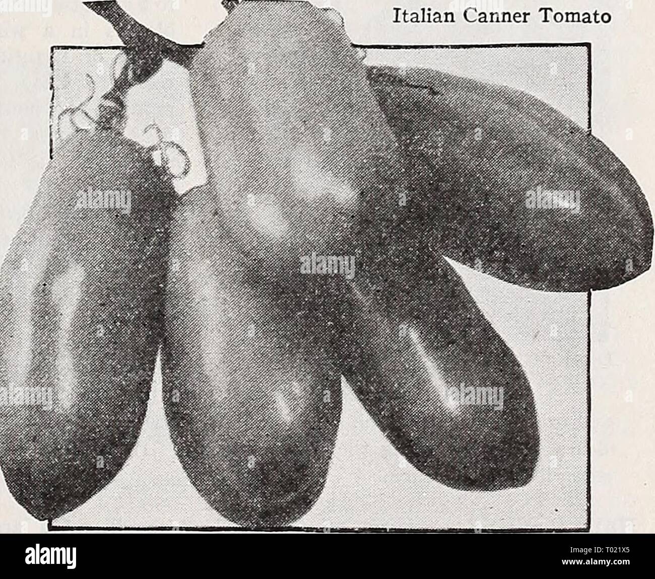 Dreer's hundredth anniversary 1938 specialties and novelties