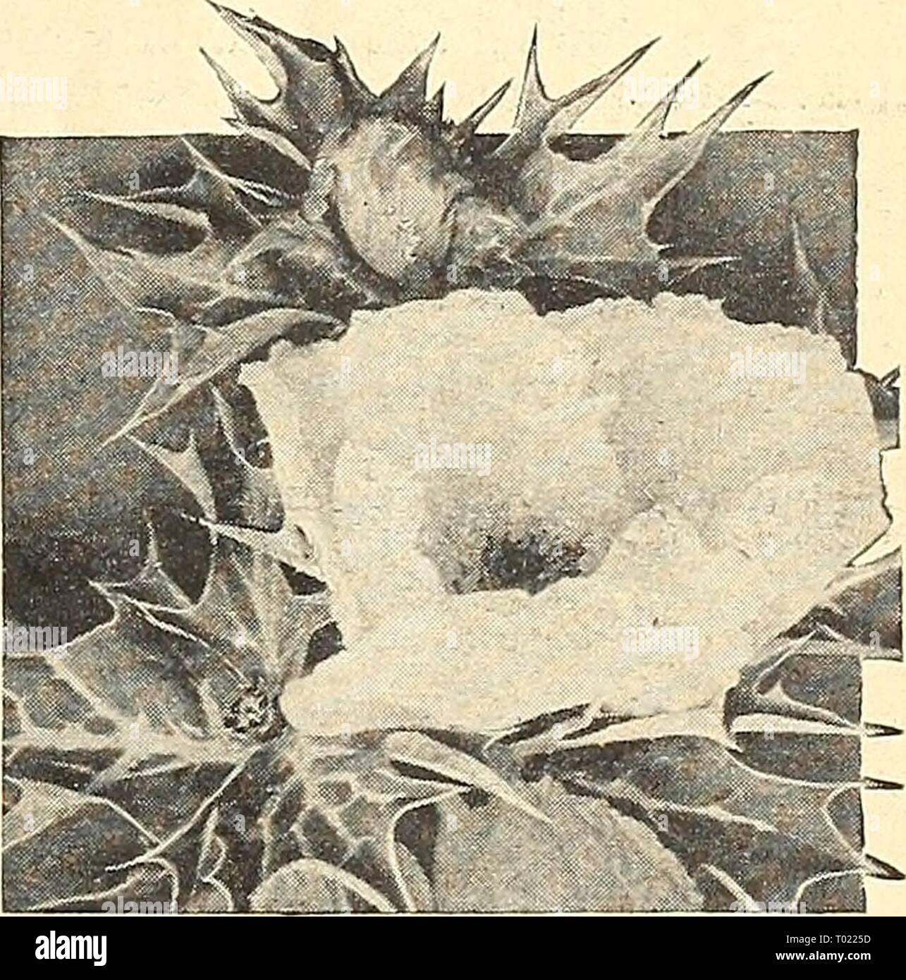 Dreer's garden book for 1943 . dreersgardenbook1943henr Year: 1943  Arctotis grandis Blue-Eyed African Daisy Arctotis—African Daisy ® 1237 Grandis {Blue-eyed African Daisy). Handsome bushes 2 to 3 feet tall covered with large pure white Daisy-like blooms having a pale lilac- blue reverse. July until frost. Pkt. 10c; li oz. 30c; oz. $1.00. 1240 Hybrids Mixed. Has showy large blooms 2^ to 3 inches across and comes in a variety of showy colors. Does well in dry soil. 8 to 12 in. July to frost. Pkt. 20c; large pkt. 75c.    Aubrietia—Rainbow Rock Cress Argemone hybrida grandiflora Argemone ® Mexica Stock Photo