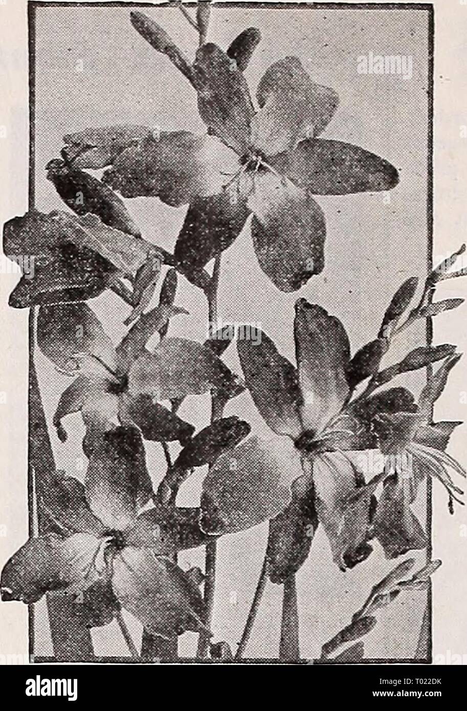 Dreer's hundredth anniversary 1938 specialties and novelties . dreershundredtha1938henr Year: 1938  SUMMER.FLOWERING BULBS Galtonia—Hyacimhus Cape Hyacinth ® A strong-growing, summer-flowering variety of Hyacinth quite distinct from those which bloom in the spring. Makes a strong stately flowerspike 3 to 5 feet high, which bears from 20 to 30 pure white, bell- shaped blooms during the summer and early fall. It is hardy around Philadelphia. 25c each; $2.50 per doz. Gloriosa § Superba Rothschildiana Climbing Lily A splendid tropical climber, easy to grow in a warm greenhouse and does well in she Stock Photo