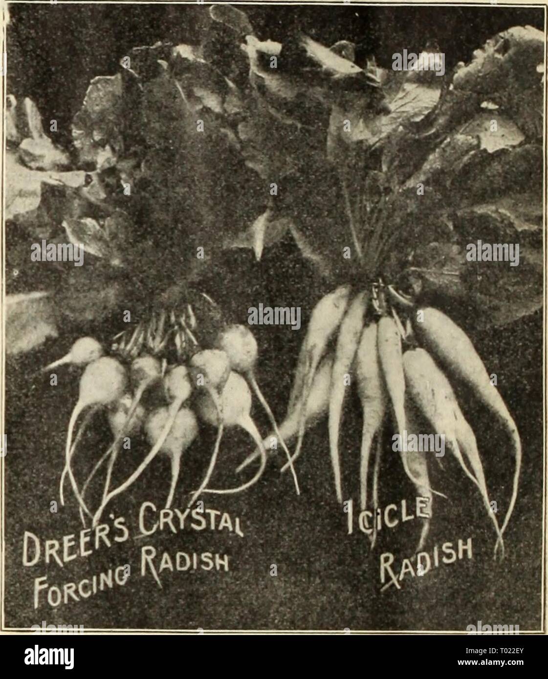 Giant summer radish High Resolution 