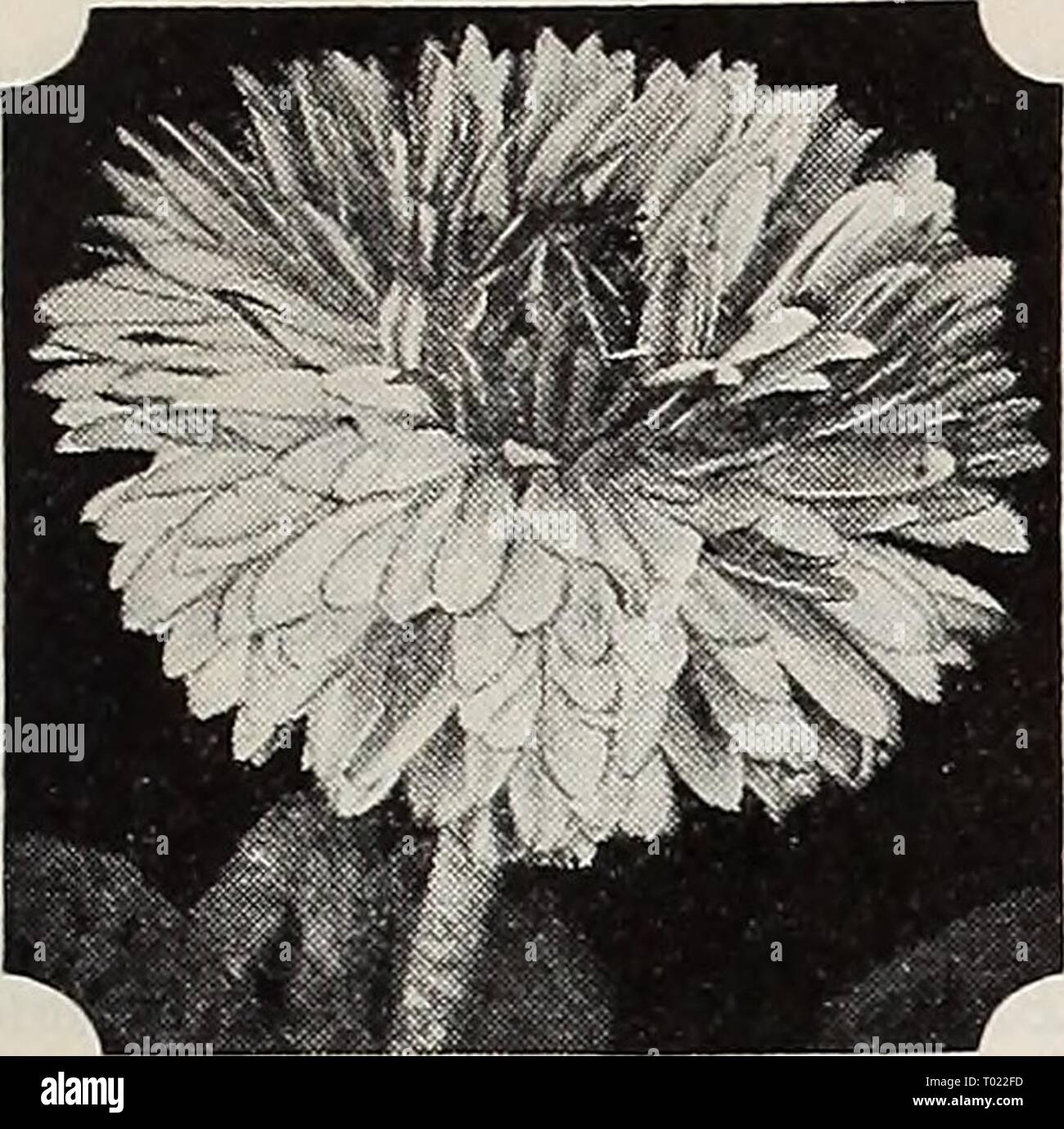 Dreer's garden book for 1940 . dreersgardenbook1940henr Year: 1940  HENRY A. DREER, Inc., Philadelphia, Pa.    Bellis, English Daisy BzWtS—English Daisy (§) A ® Our special strain produces fully double flowers of truly enormous size. They bloom profusely from early spring until late fall. Plant in soil which is moderately moist and does not lack fertility. 6 in. 1491 Giant Double Crimson (New). Pkt. 25c; special pkt. 75c. 1492 — Double Red. 1493 — Double Rose. 1494 - Double White. Any of the above except Crimson: Pkt. 15c; special pkt. 60c. 1496 Giant Double Mixed. Pkt. I5c; special pkt. 50c.  Stock Photo