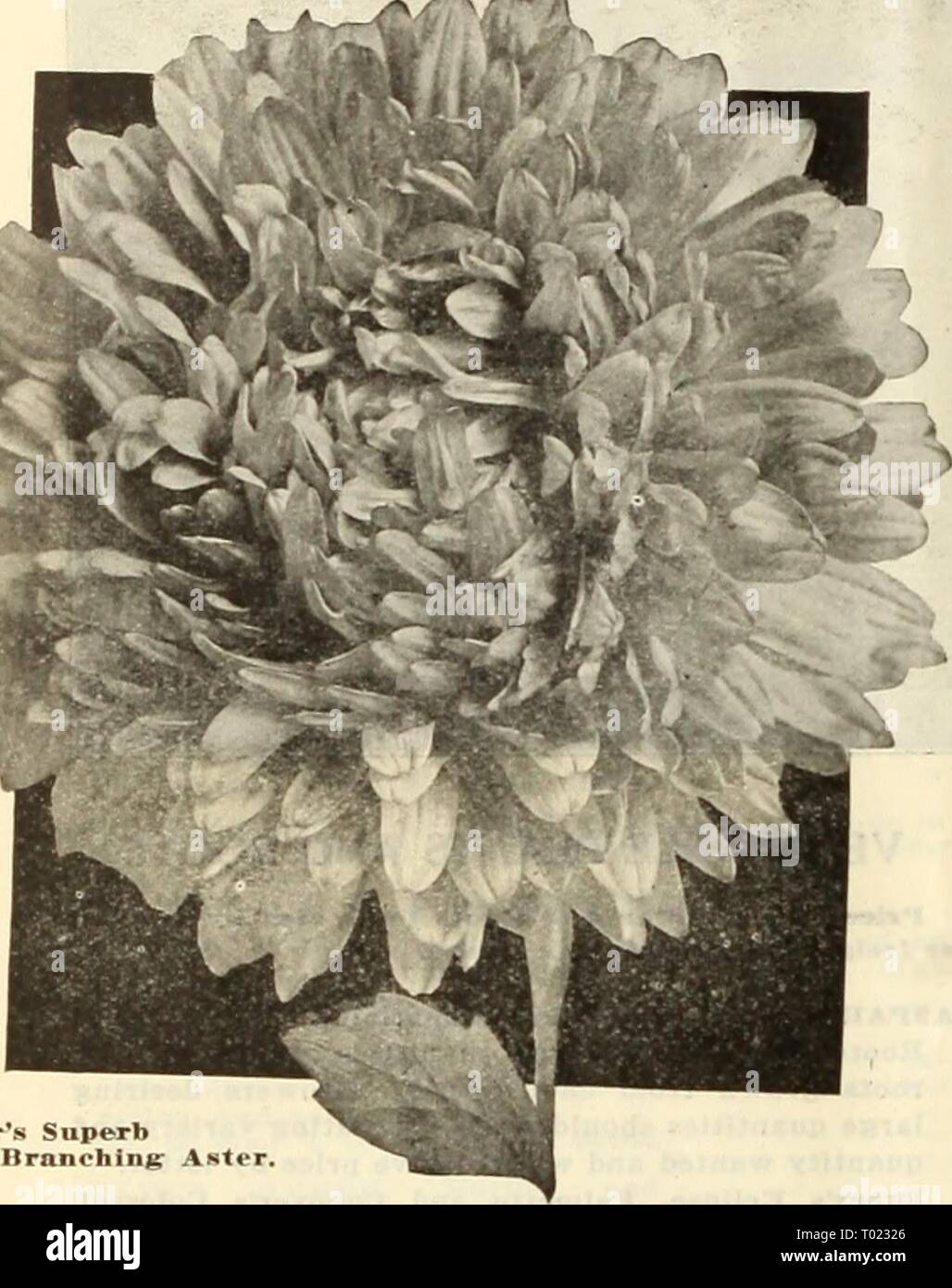 Dreer S Market Gardener S Wholesale Price List 1926 Reliable Vegetable Seeds Flower Seeds Garden Requisites Implements Fertilizers Insecticides Etc Dreersmarketgard1926henr Year 1926 26 Henry A Dreer 1306 Spring Garden Street Phuadelphia Pa