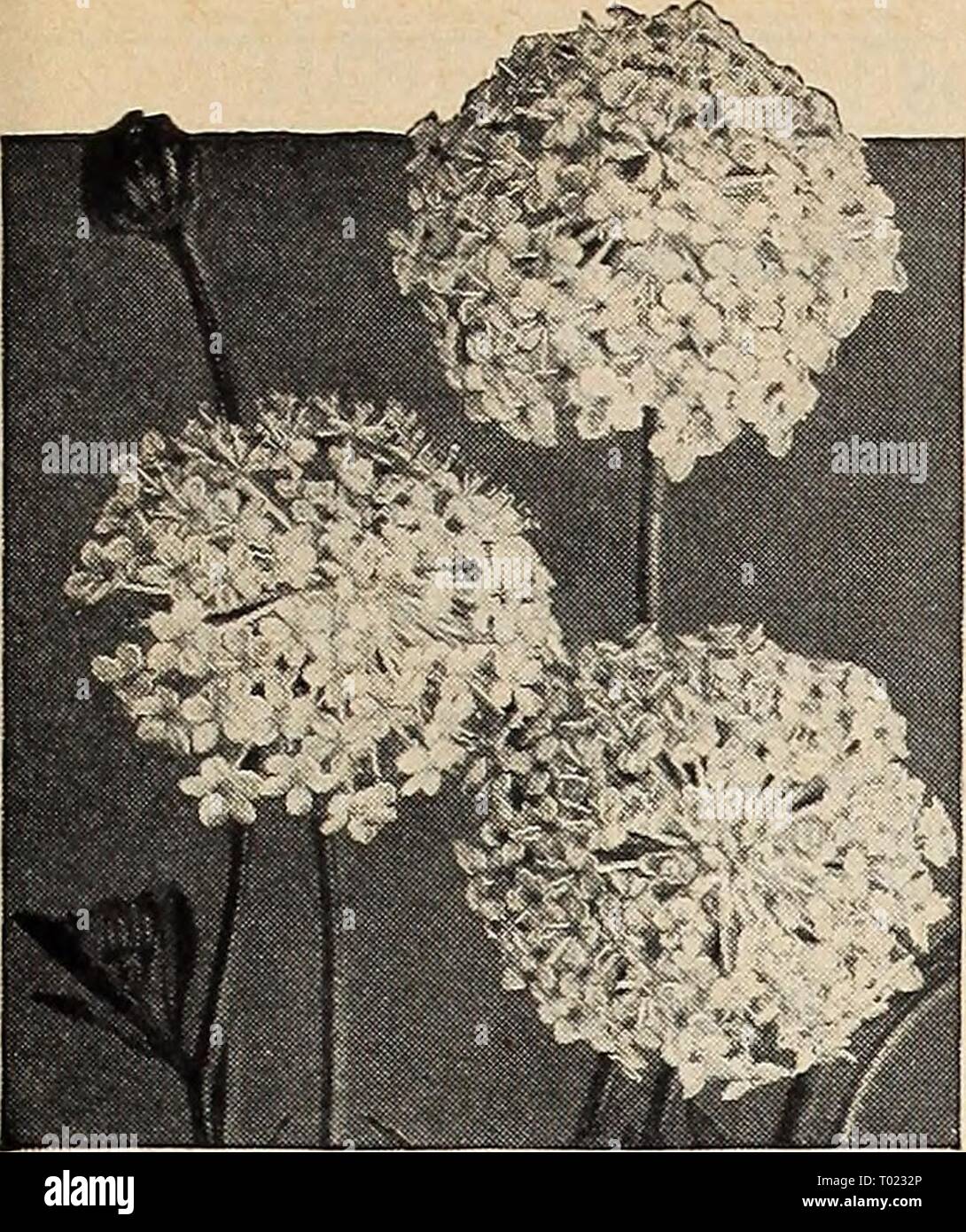 Dreer's garden book for 1941 . dreersgardenbook1941henr Year: 1941  Didiscus—Blue Lace Flower DidlSCUS Blue Lace Flower ® 2311 Coeruleus. Showy, lacy, light lavender flower heads borne profusely from July to frost. For borders and cutting. 18 inches. Pkt. 10c; large pkt. 30c. Digitalis—Foxglove ® ® Handsome biennials producing stately flower spikes during June. Splendid for naturalizing and most successful in semi- shade. The plants grow from 3 to 5 feet tall. Gloxiniaeflora 2315 Isabellina. Yellow.. . Any color: 2317 Purple ( Pkt. 10c; 2318 Rose ( large pkt. 2319 White / 30c. 2321 Giant Shir Stock Photo