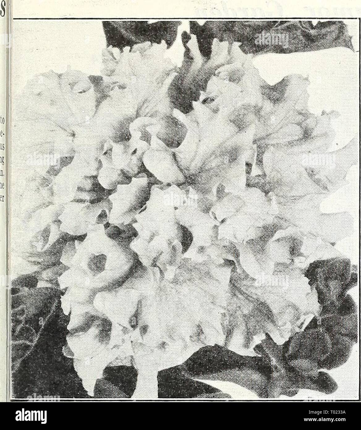 dreer's garden book for 1947 . dreersgardenbook1947henr year: 1947