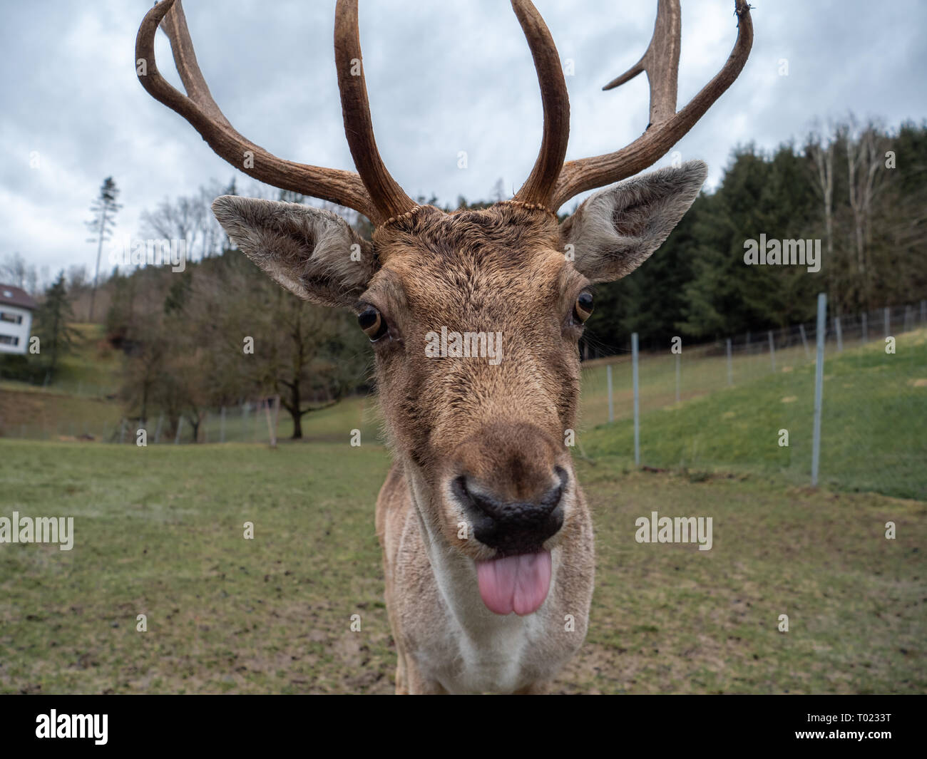 A Fallow Deer Buck with Antlers in the Enclusure of a Breed Stock Photo