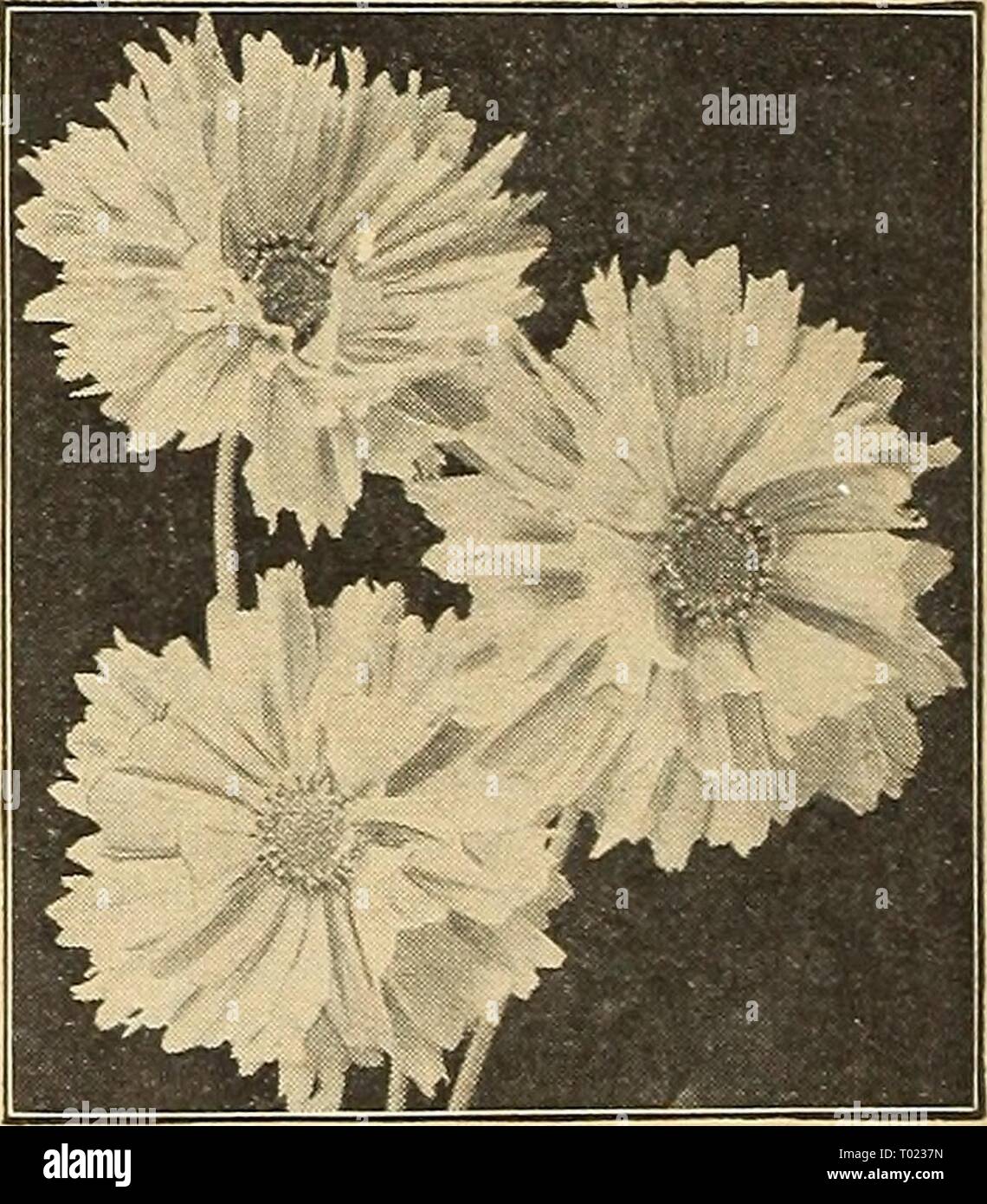 Dreer's garden book for 1943 . dreersgardenbook1943henr Year: 1943  Cremer s Prize Strain Cineraria 1954 Cremer's Wilt-Resistant Prize-Strain of Cineraria This splendid new strain of Cineraria has many outstanding features that rec- ommend it to those who have the facili- ties to grow this showy plant. Produces a mass of blooms in many exceptional, choice colors. Pkt. 50c; originator's large pkg. $2.25. 1957 Siter's Rainbow Strain Medium sized flowers of bright and pastel shades. Pkt. 75c; originator's large pkt. $3.00. Clarkia elegans fl. pi. ® This pretty and easily grown annual has been muc Stock Photo