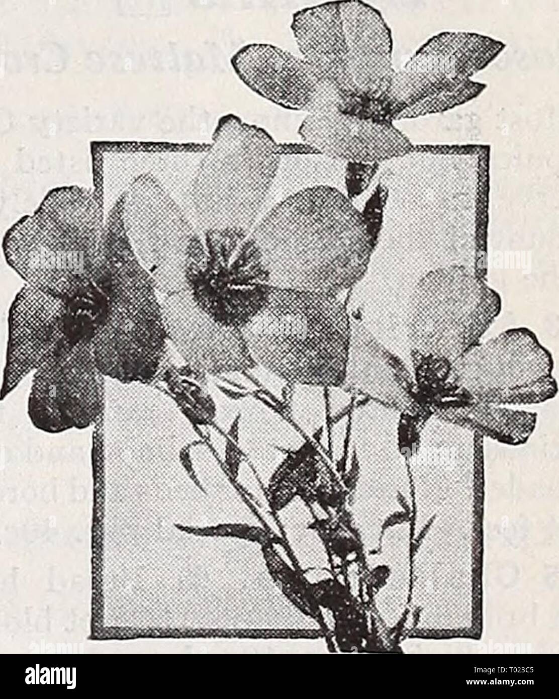 Dreer's garden book 1939 : 101 years of Dreer quality seeds plants bulbs . dreersgardenbook1939henr Year: 1939  Linaria, Fairy Bouquet Linaria ® & iH a 2795 Cymbalaria {Kenilworth Ivy, Mother of Thousands). 11 ® A charming, neat, hardy perennial trailing plant with lovely bright green foliage and graceful lavender and purple flowers. Pkt. 10c; special pkt. SOc. 2797 Maroccana, Excelsior Hybrids. ® A dainty, easy-to-grow annual bear- ing small spikes like miniature Snap- dragons with flowers in yellow, crimson, pink, purple, etc. Fine for beds and rock gardens. 12 inches. Pkt. 10c; 4 oz. 25c. 2 Stock Photo