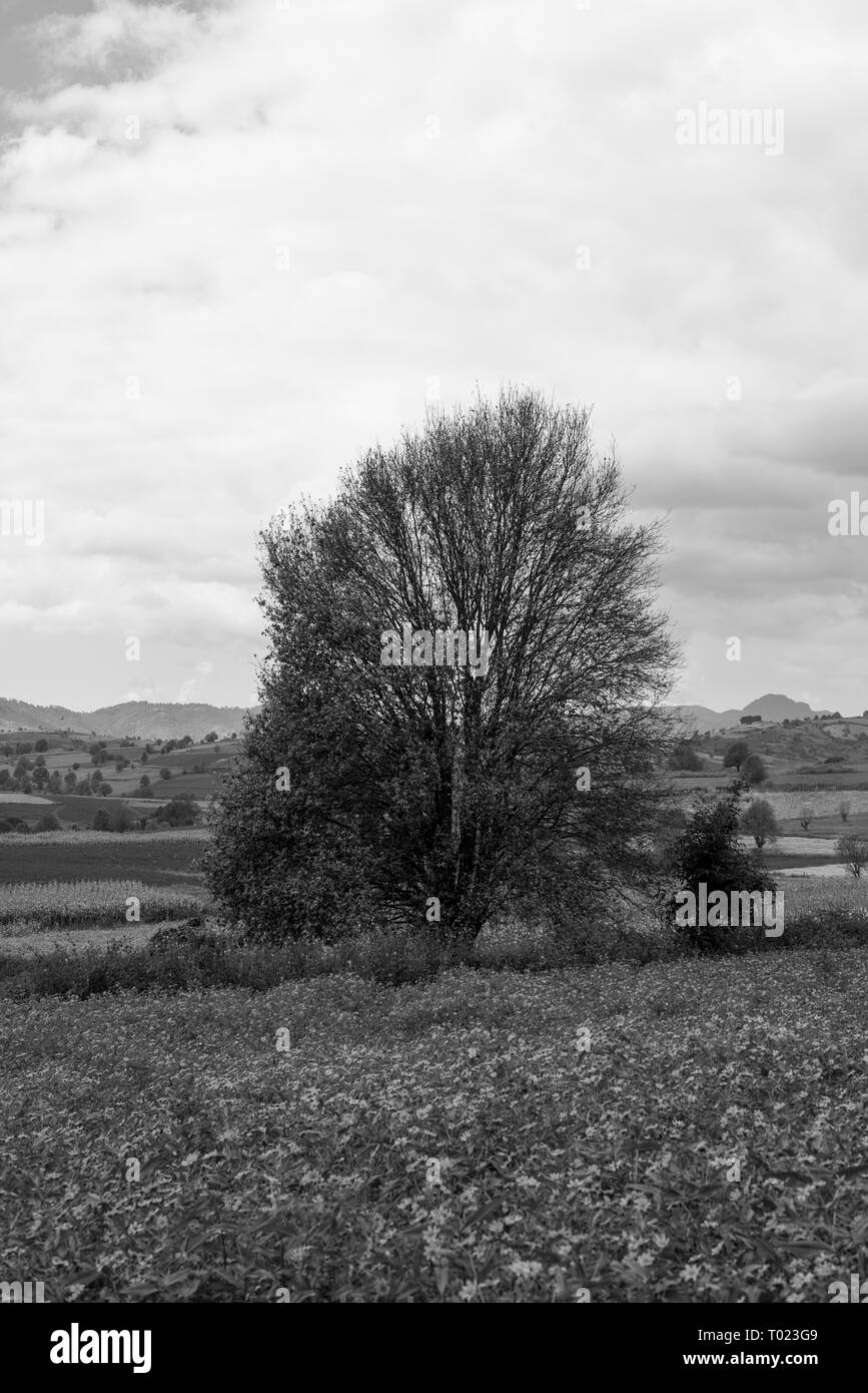 Black and white picture of colorful sunflowers fields with a big tree ...