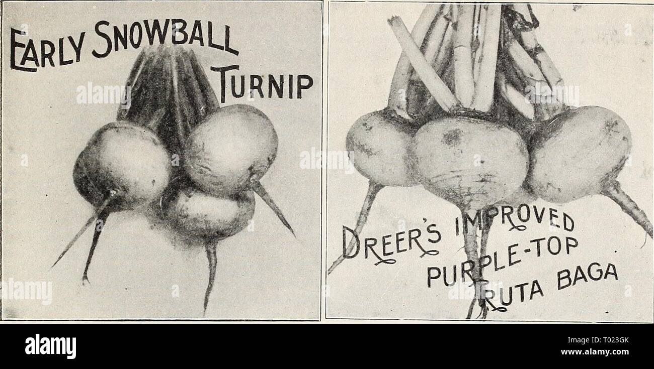 Dreer's market gardeners' wholesale price list : reliable vegetable seeds, garden requisites, implements, fertilizers, etc . dreersmarketgard1907henr Year: 1907  DREER'S MARKET GARDENERS' WHOLESALE PRICE LIST 25    TURNIP-Ger. Rube. Oz.  lb. lb. Red Top Strap Leaf 5 jSo 15 |o 35 Purple Top White Globe 5 15 35 €xtra Early Purple Top Milan 10 15 50 Purple Top Munich 10 15 50 Scarlet Kashmyr 10 20 65 Early White Flat Dutch 5 15 35 Early White Milan 10 20 70 Early White Egg 5 15 45 Early Snowball {See cut) 5 15 45 long White French S 15 35 targe White Norfolk . 5 15 35 Yellow Globe, or Amber 5 15  Stock Photo