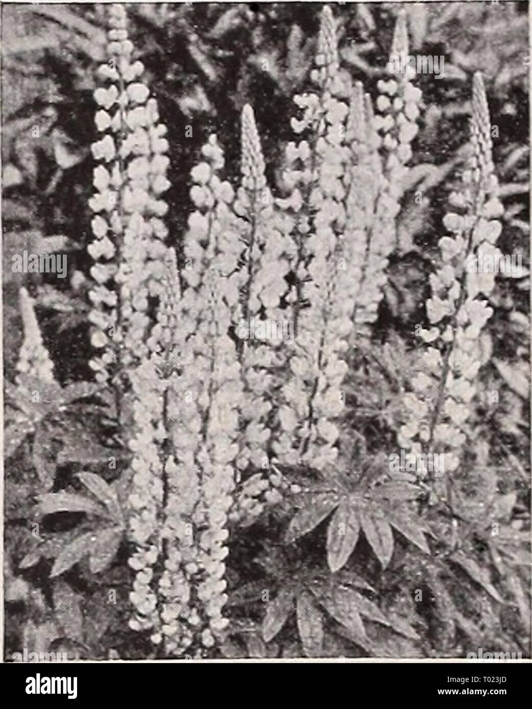 Dreer's garden book 1939 : 101 years of Dreer quality seeds plants bulbs . dreersgardenbook1939henr Year: 1939  Lobelia. Crystal Palace compacta 2811 Blue Stone (.VraO. A Dwarf plants covered with clear blue flowers. Pkt. 20c; special pkt. 75c. 2815 Crystal Palace compacta. A Rich deep blue flowers; dark foliage. i inches. Pkt. 15c; special pkt. 60c. 2820 Mixed Campacta Varieties. A Pkt. 10c; special pkt. 50c. 2825 Speciosa. A Rich ultramarine blue flowers; bronzy foliage. Trailing; 9 inches tall. Pkt. 10c; special pkt. 40c. 2827 Tenuior. Of upright habit grow- ing 15 inches tall. Bears a prof Stock Photo