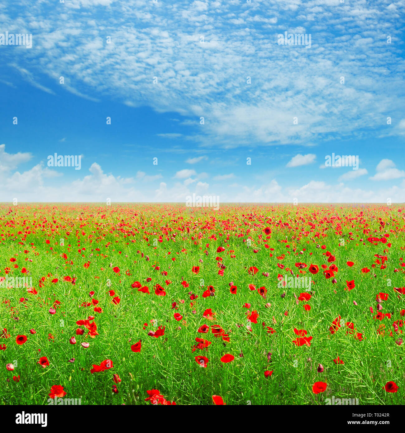 meadow with wild poppies and blue sky Stock Photo - Alamy