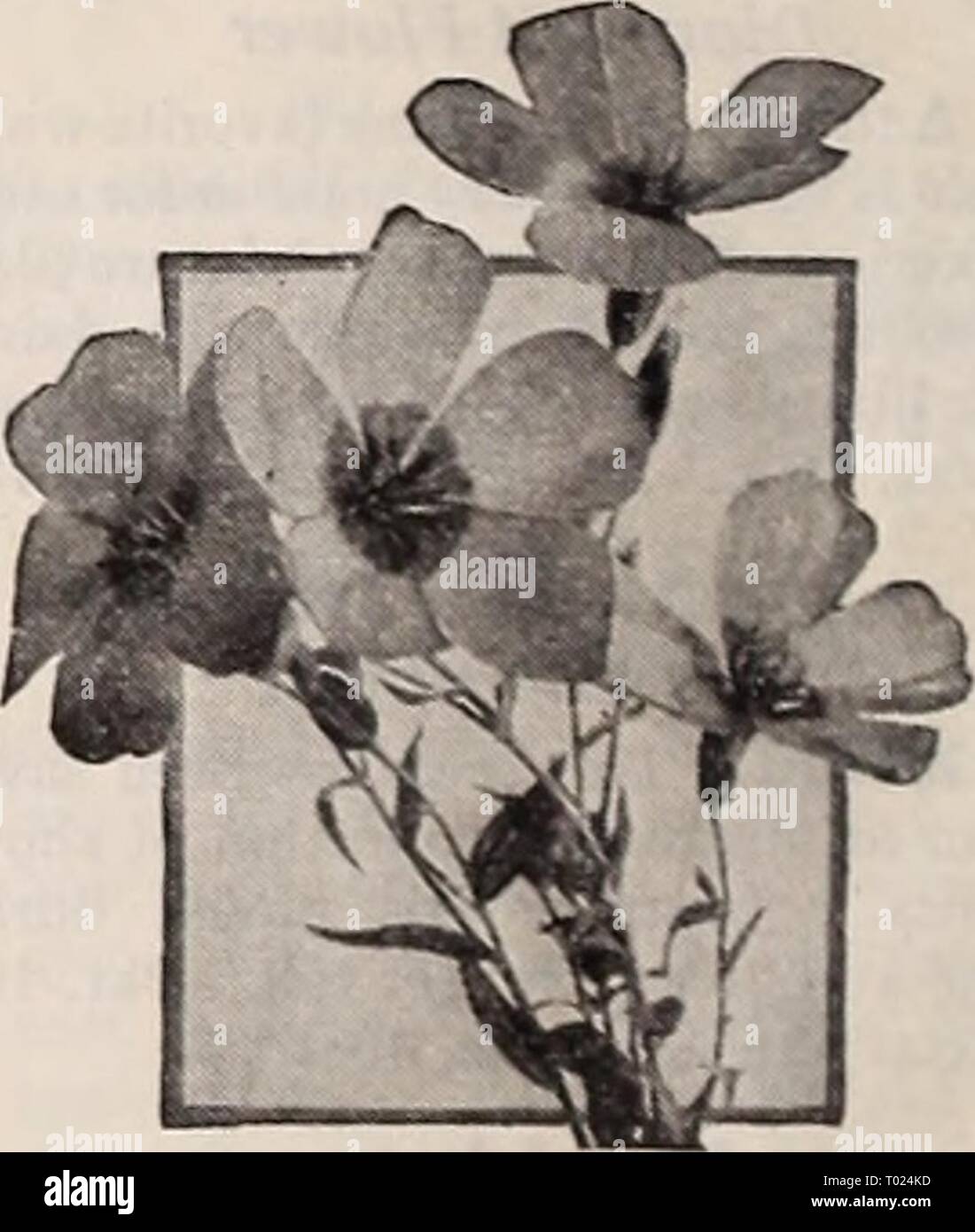 Dreer's garden book for 1940 . dreersgardenbook1940henr Year: 1940  Lathyrus latifolius Lathyrus iH ® § Hardy Sweet Pea A showy, free-flowering, hardy climber for covering old stumps, fences, etc. Blooms continuously from midsummer until frost. 5-6 feet. 2751 Latifolius, Pink Beauty. Fine rose-pink flower clusters. 2753 — Red (Splendens). Always ad- mired for its rich color. 2755 - White Pearl. Beautiful, large, pure white flowers. Any of the above: Pkt. 10c; special pkt. 25c; | oz. 40c. 2756 Mixed Colors. This includes all colors available. Pkt. 10c; i oz. 25c; oz. 75c. Lavaiera ® ® Annual Ma Stock Photo