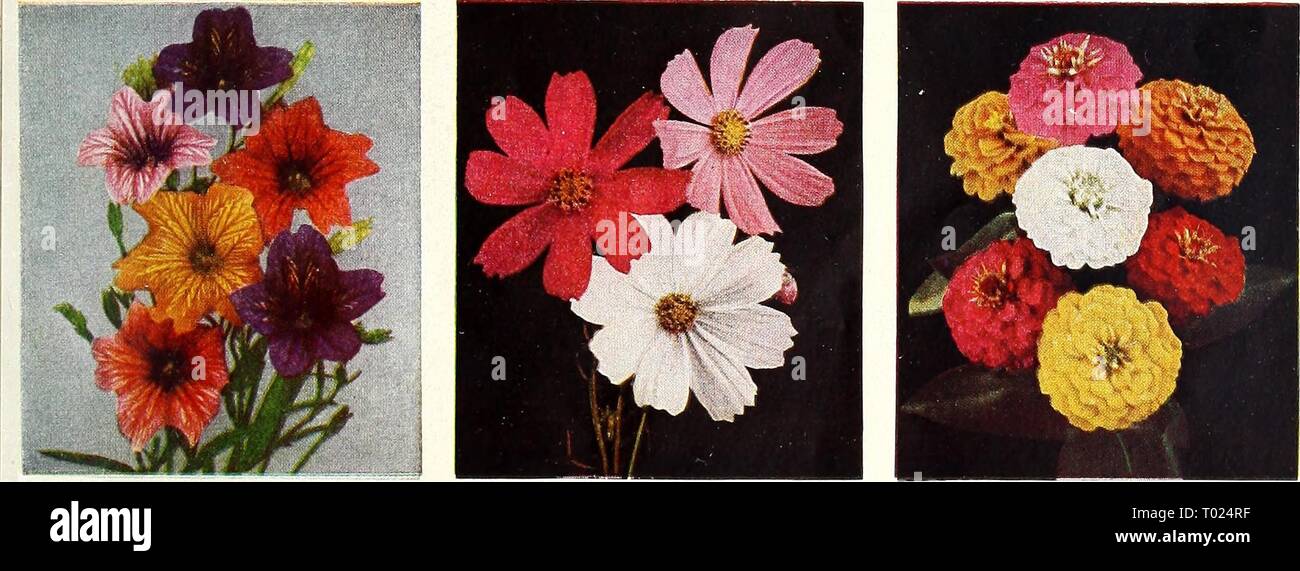 Dreer's garden book for 1943 . dreersgardenbook1943henr Year: 1943  2432 Gaillardia, Annual Double Mixed. Pkt. 10c; large pkt. 30c; j4 oz. 40c. 3362 Petunia, Single Bedding, Dreer's Peerless Mixture. Pkt. ISc; large pkt. 60c; ^ oz. $1.00. 3540 Annual Poppy, Double Shirley Mixed. Pkt. 10c; ]4 oz. 2Sc; oz. 75c.    Salpiglossis. 3830 Finest Mixed. Pkt. 10c; li oz. SOc; oz. $1.50. 2040 Extra-Early Cosmos, Sensation Mixed. Pkt. 10c; large pkt. SOc;  oz. SOc. 4580 Zinnia, Double Lilliput or Pompon Mixed. Pkt. 10c; 14 oz. 30c; oz. $1.00. 4722 Collection of 9 Glorious Annuals One packet each of these  Stock Photo