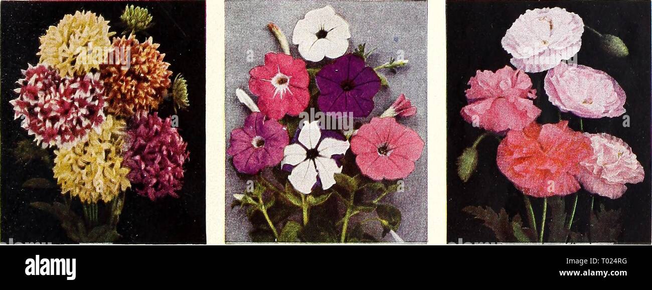 Dreer's garden book for 1943 . dreersgardenbook1943henr Year: 1943  2897 Marigold, Yellow Supreme. Pkt. 10c; large pkt. 40c; J4 oz. 60c. 3029 Morning Glory, Heavenly Blue, Improved Early-Flowering. Pkt. ISc; '4 oz. 4Dc; oz. ,^1.25. 2934 Marigold, Dwarf French Double Harmony. Pkt. 10c; }i oz. 2Sc; oz. 7Sc.    2432 Gaillardia, Annual Double Mixed. Pkt. 10c; large pkt. 30c; j4 oz. 40c. 3362 Petunia, Single Bedding, Dreer's Peerless Mixture. Pkt. ISc; large pkt. 60c; ^ oz. $1.00. 3540 Annual Poppy, Double Shirley Mixed. Pkt. 10c; ]4 oz. 2Sc; oz. 75c. Stock Photo